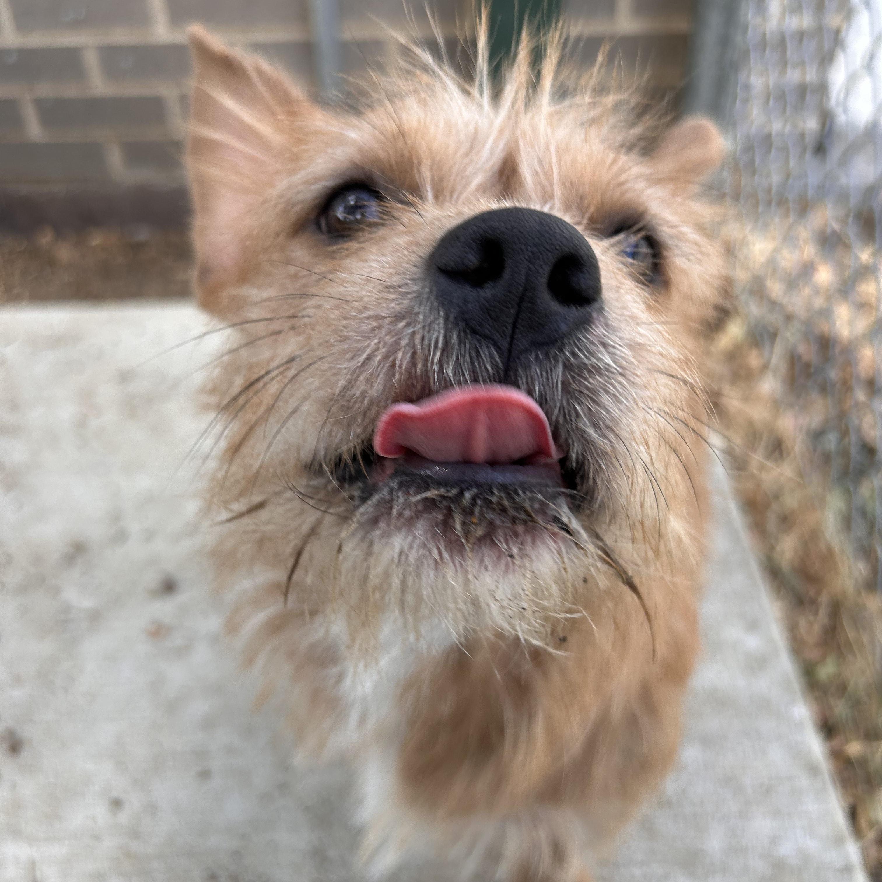 Enlarge Rick, a Adopted mixed breed in The Colony, TX image 5/6