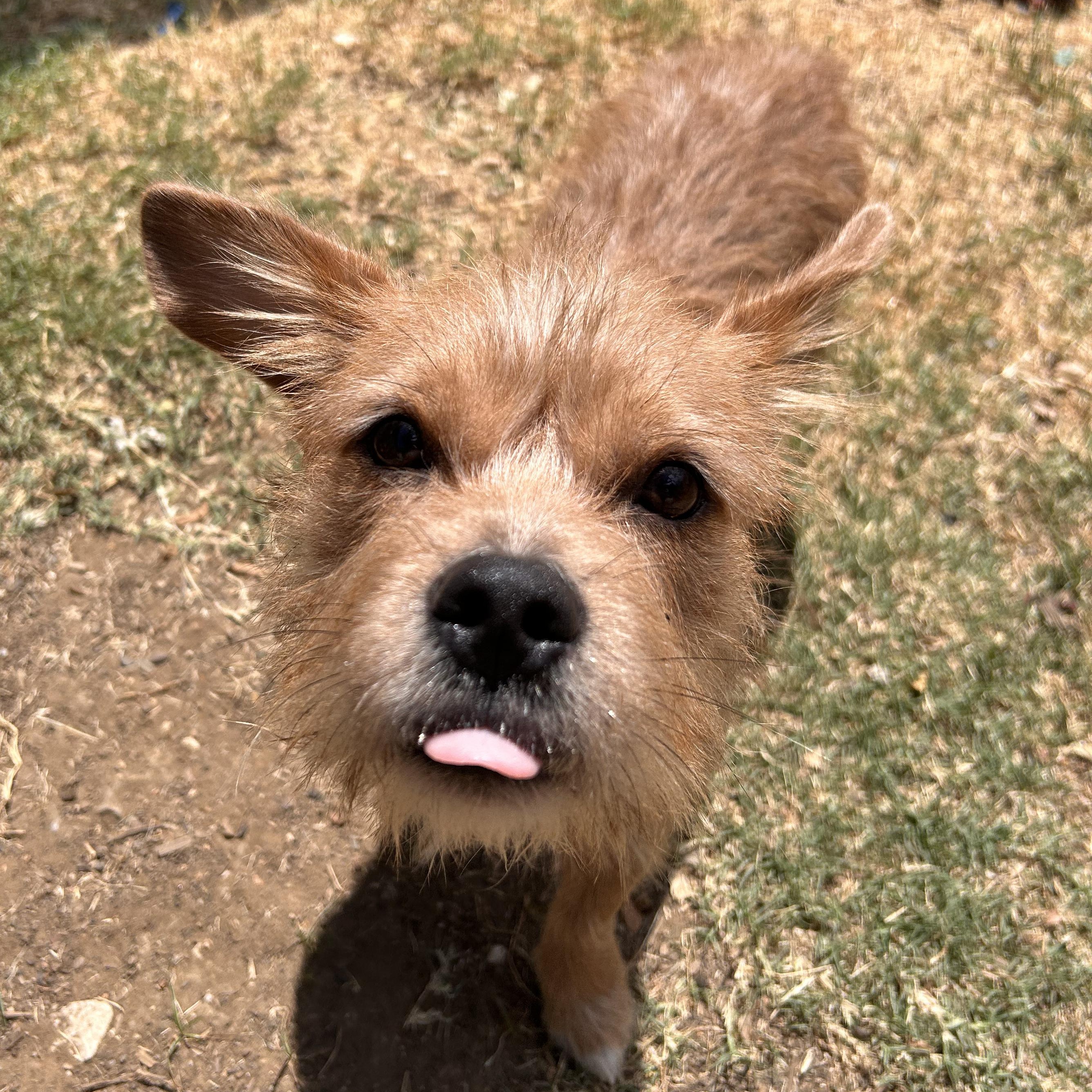 Enlarge Rick, a Adopted mixed breed in The Colony, TX image 6/6