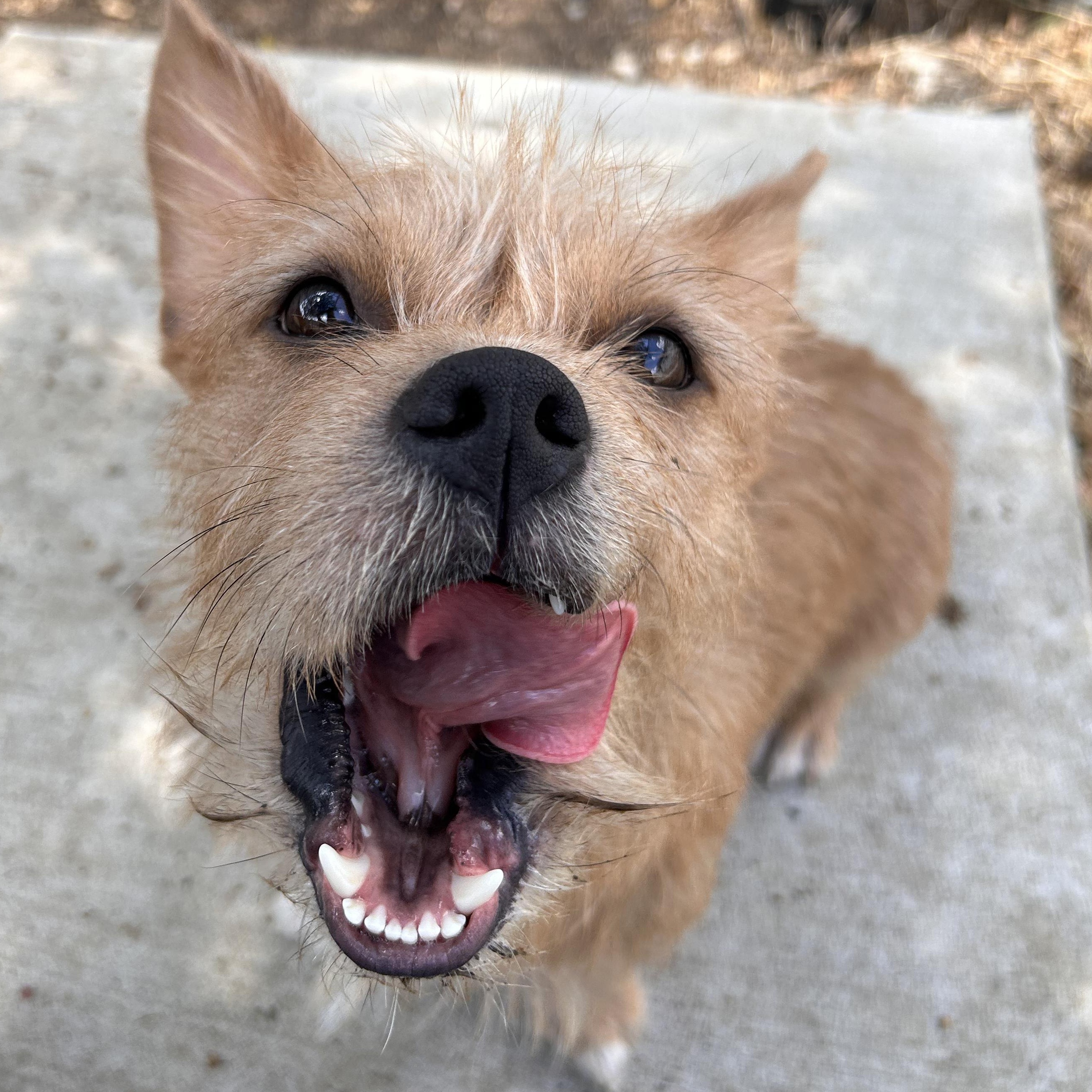 Enlarge Rick, a Adopted mixed breed in The Colony, TX image 2/6