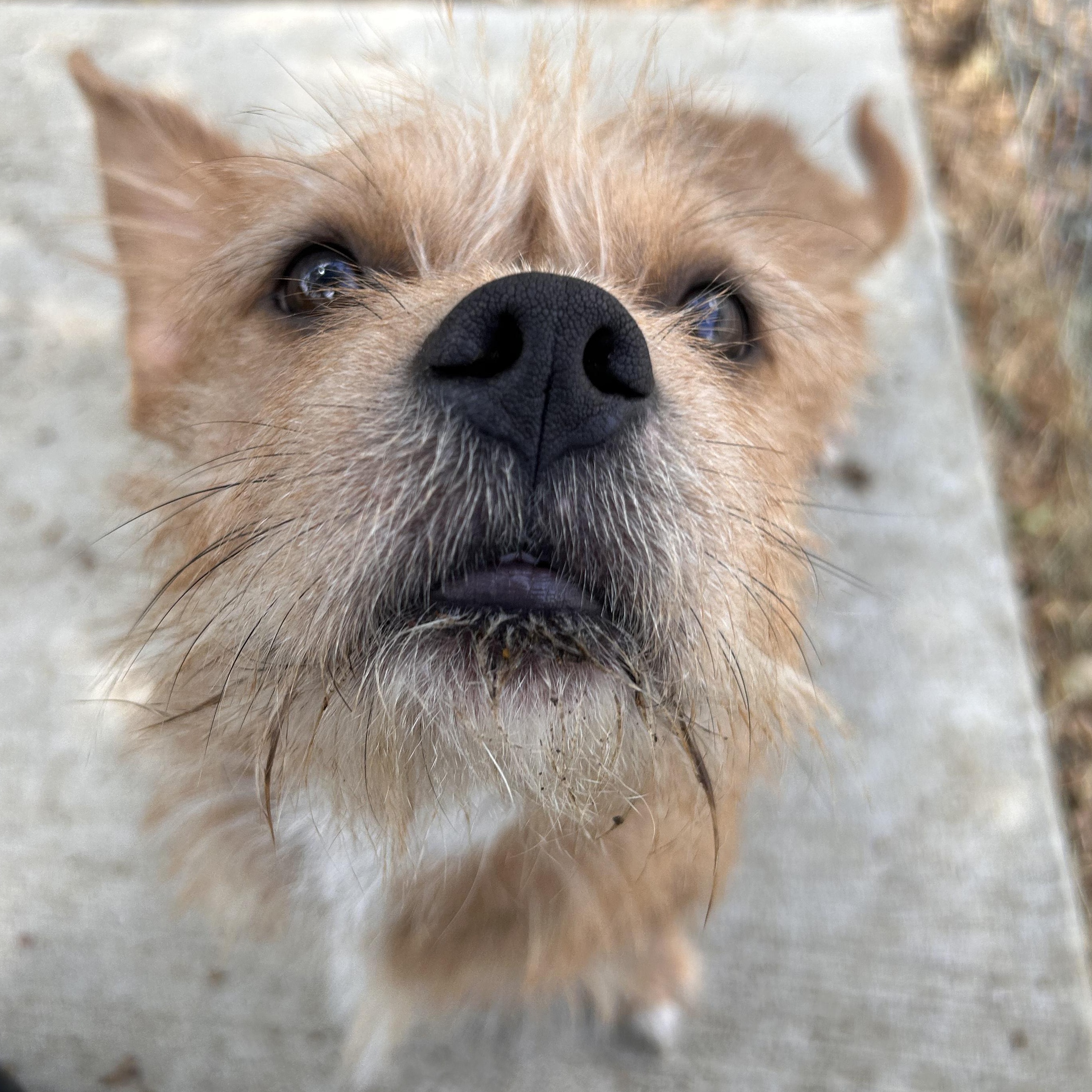Enlarge Rick, a Adopted mixed breed in The Colony, TX image 4/6