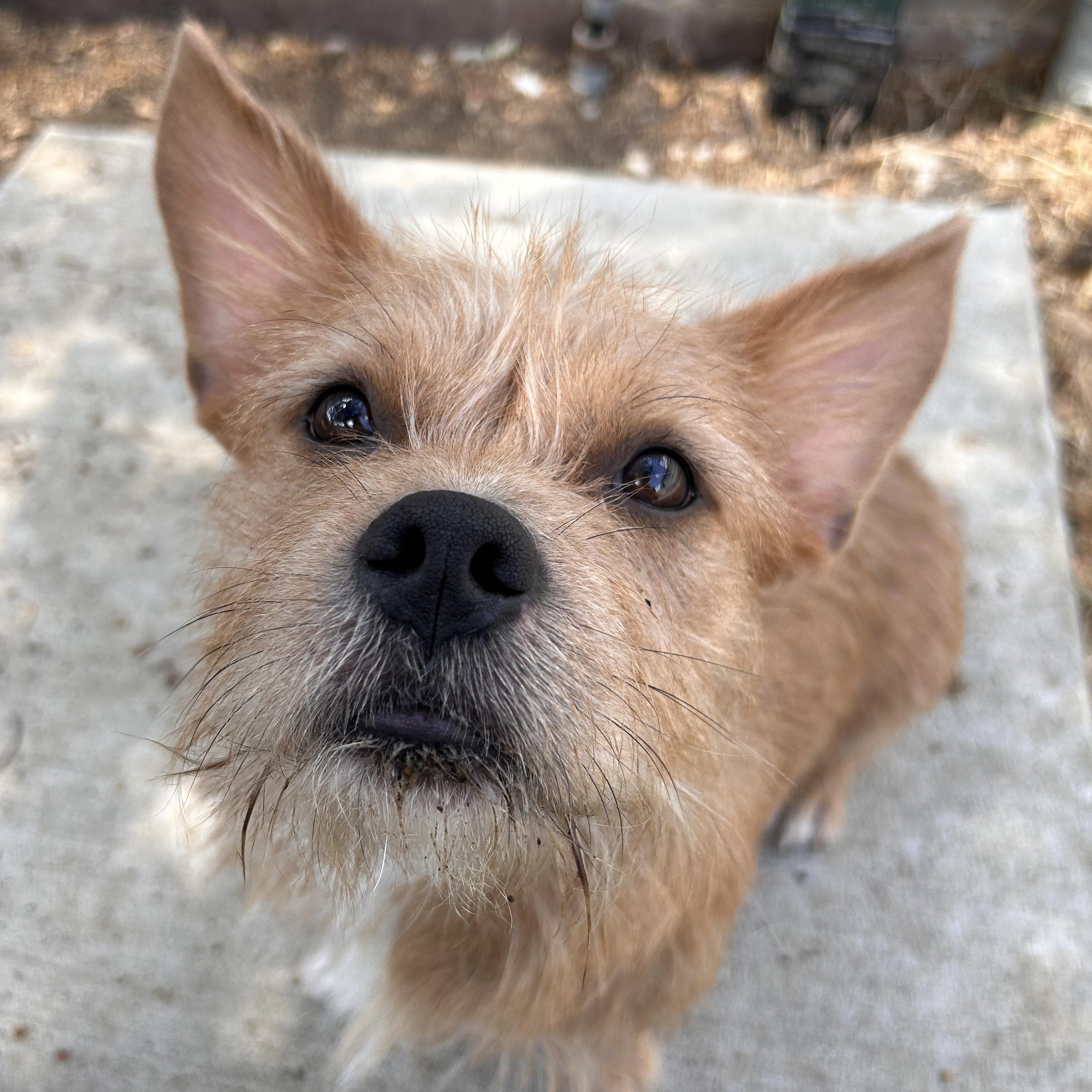 Rick, Adopted, Young Male Cairn Terrier.