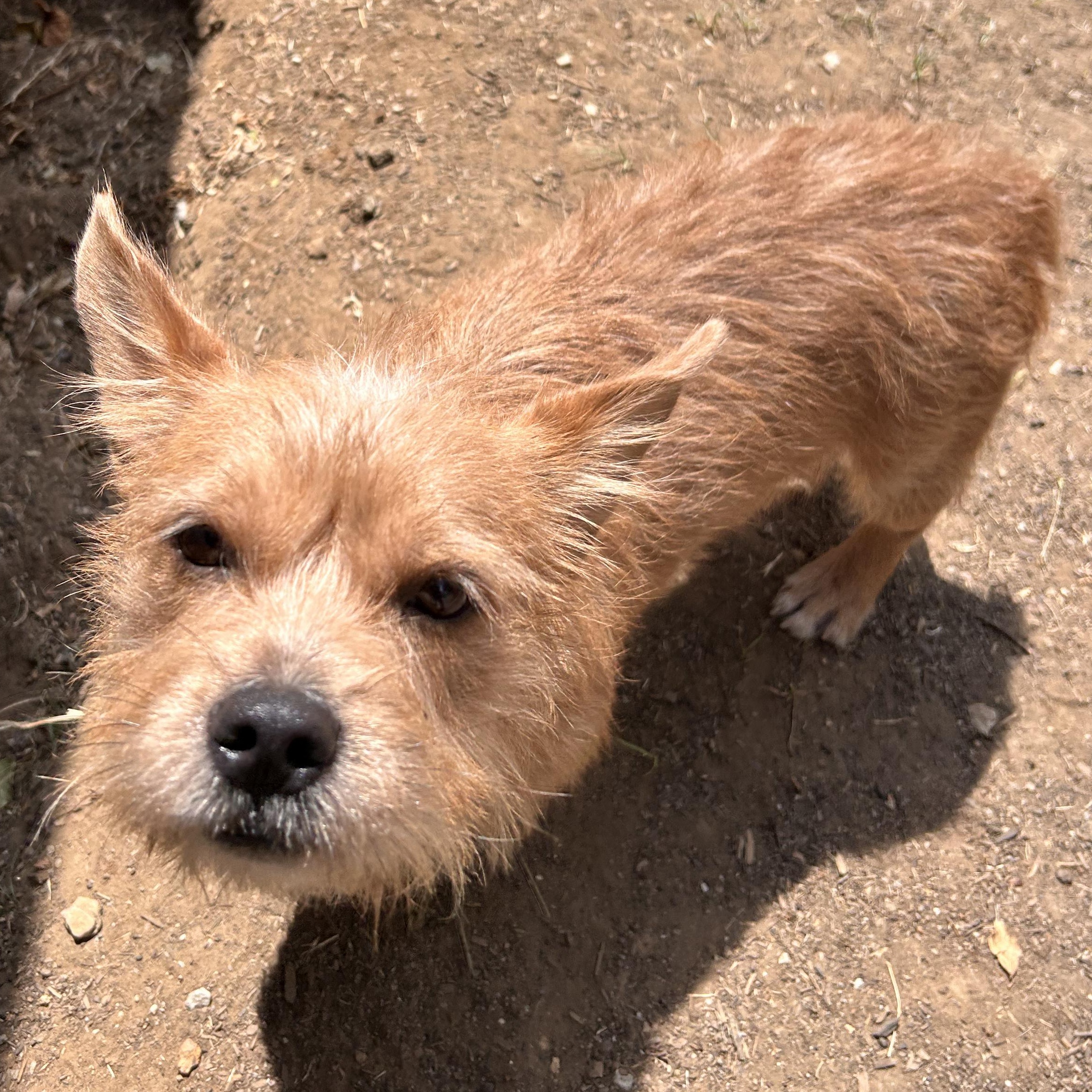 Enlarge Rick, a Adopted mixed breed in The Colony, TX image 3/6