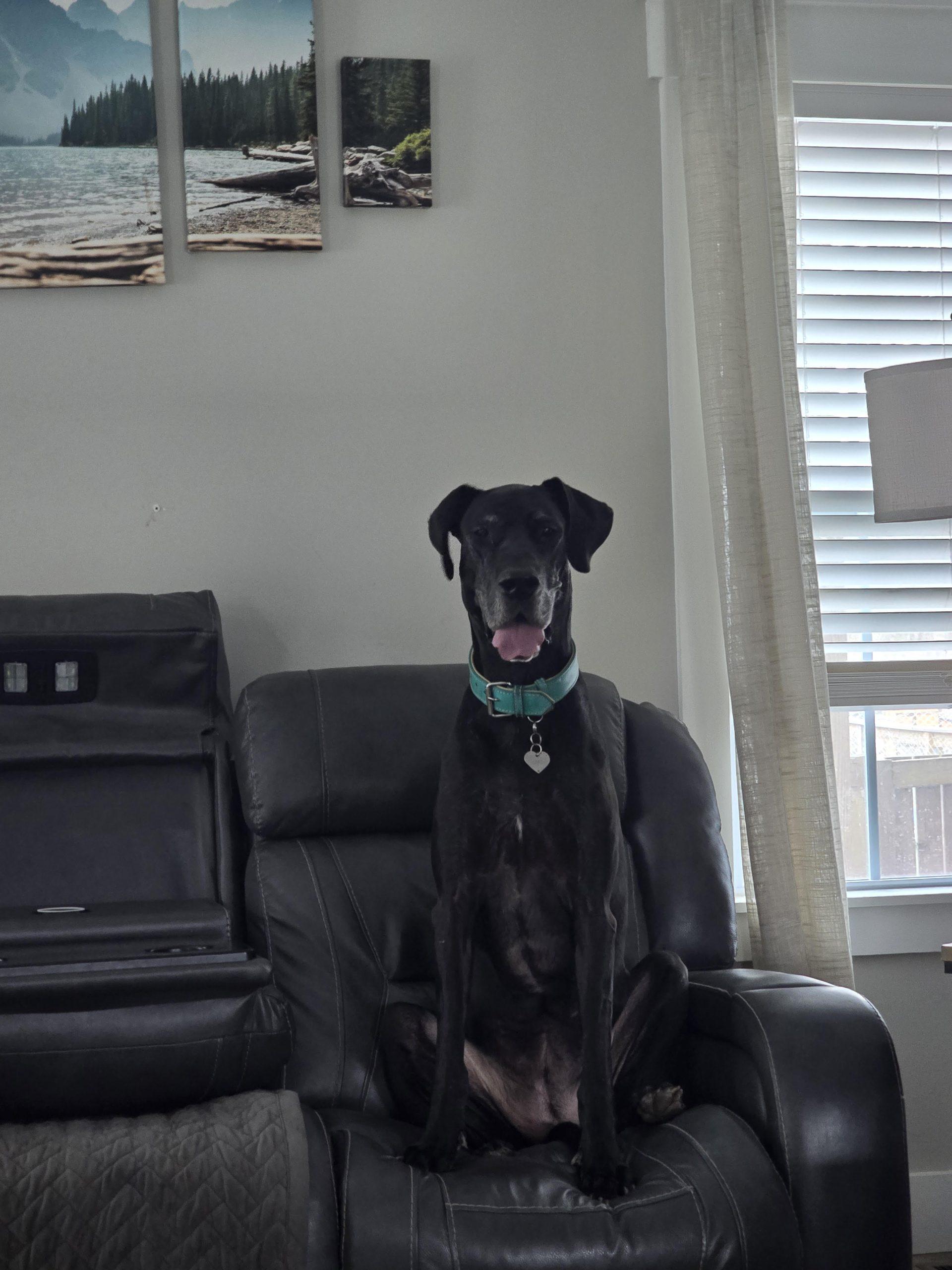 River, ADOPTABLE, Adult Female Great Dane.