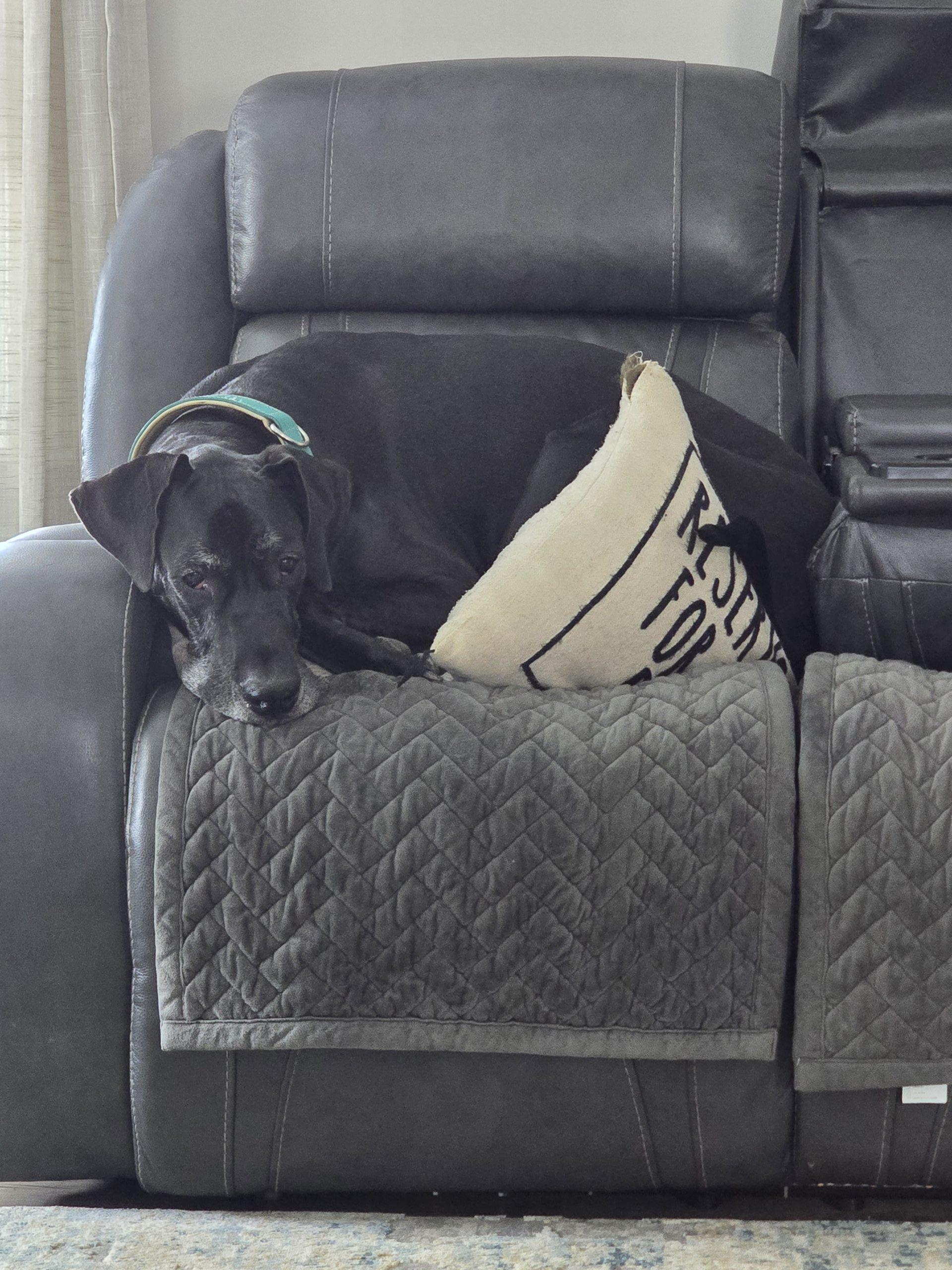 Enlarge River, a ADOPTABLE Great Dane in Martinsburg, WV image 4/5