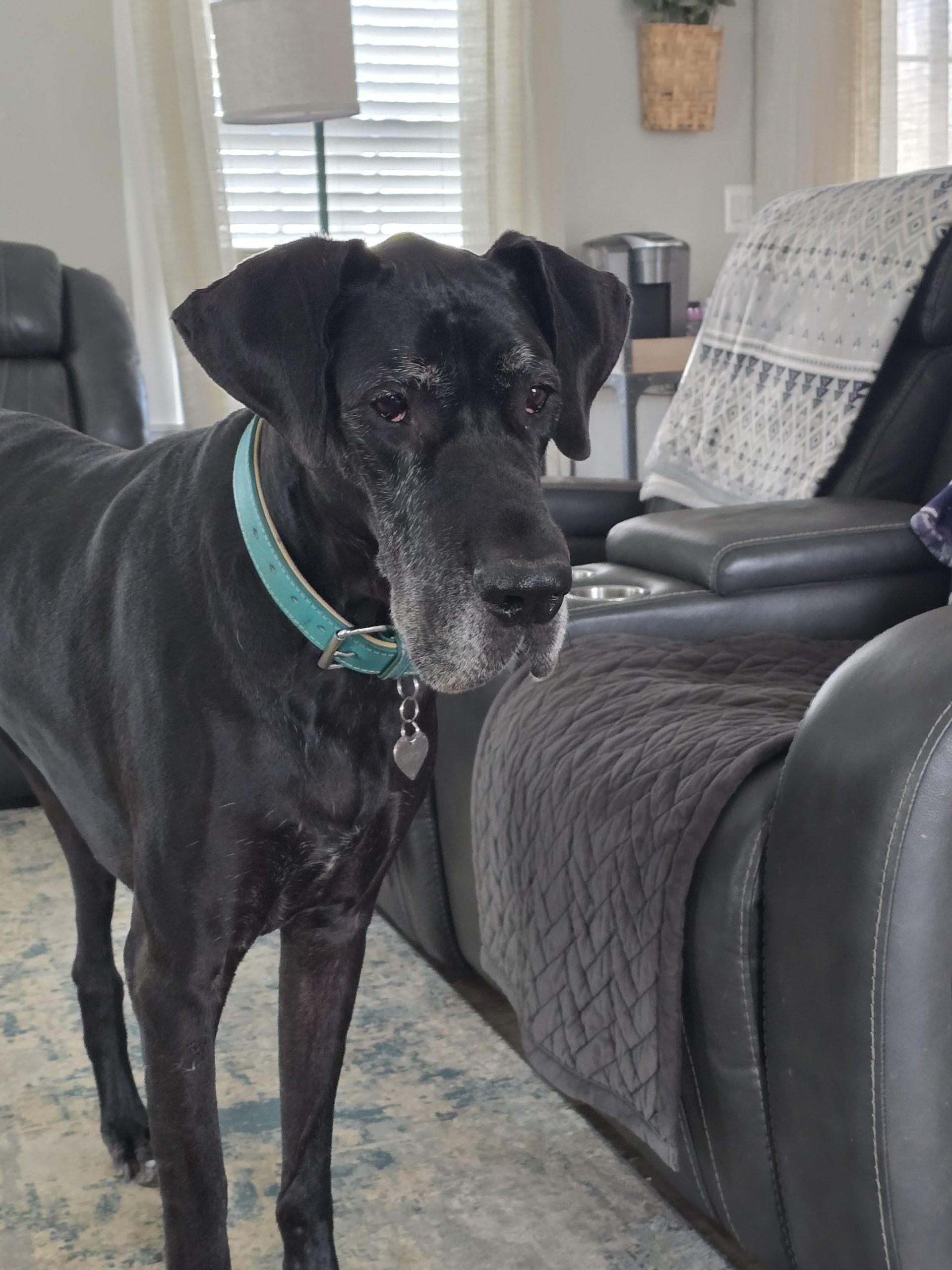 Enlarge River, a ADOPTABLE Great Dane in Martinsburg, WV image 3/5