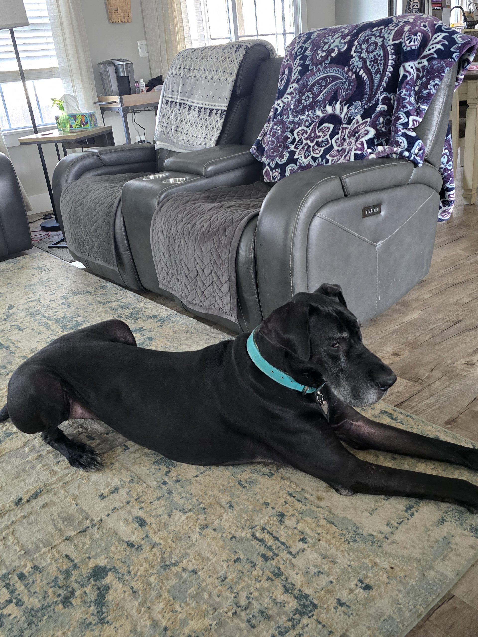 Enlarge River, a ADOPTABLE Great Dane in Martinsburg, WV image 5/5