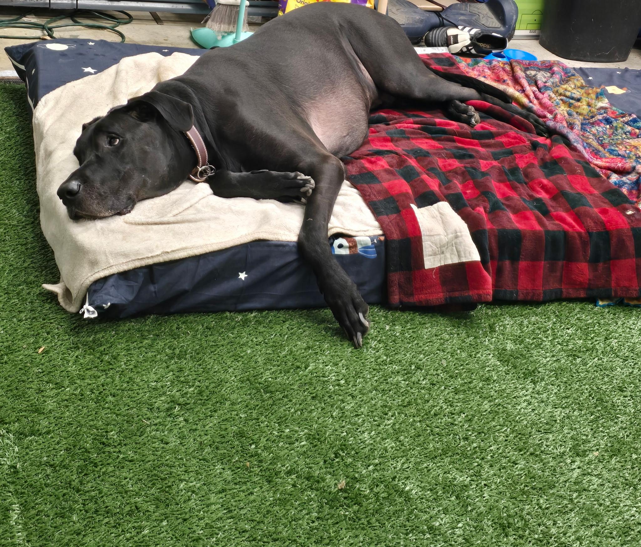 Enlarge River, a ADOPTABLE Great Dane in Martinsburg, WV image 2/5