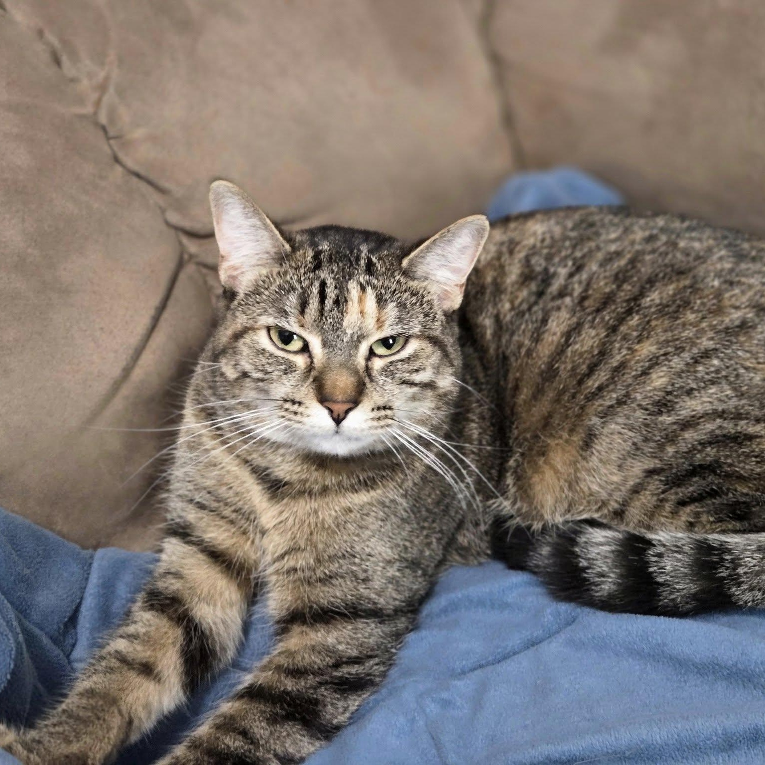 Enlarge Tiger, a Adoptable mixed breed in Fort Ripley, MN image 1/4