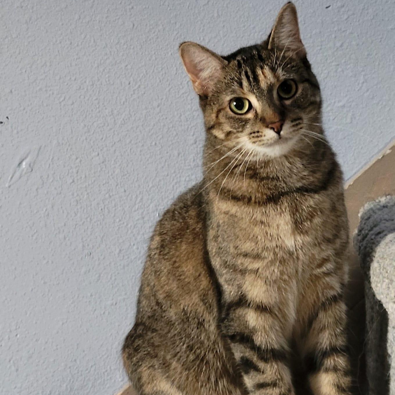 Enlarge Tiger, a Adoptable mixed breed in Fort Ripley, MN image 2/4