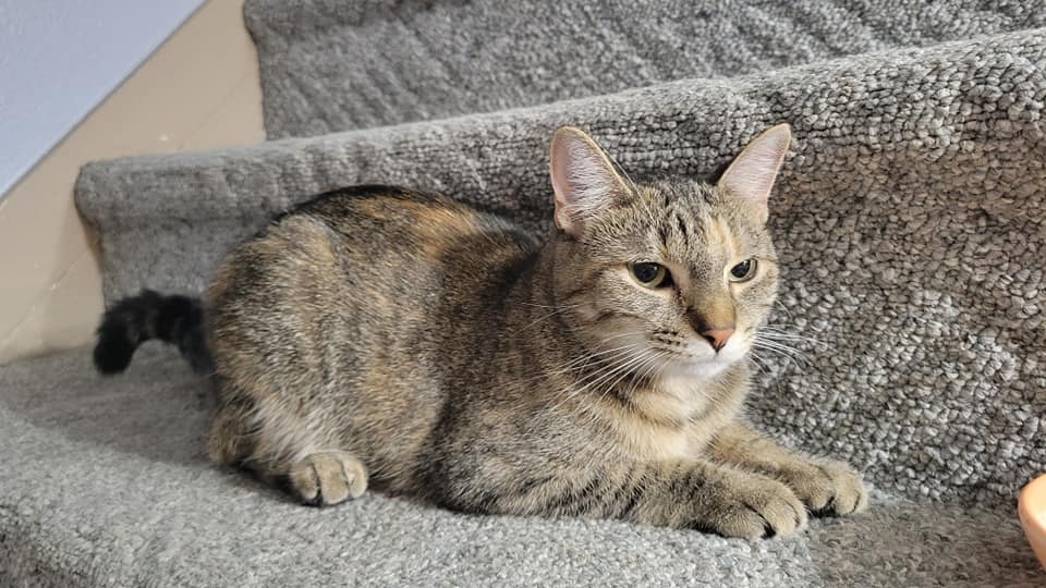 Enlarge Tiger, a Adoptable mixed breed in Fort Ripley, MN image 3/4