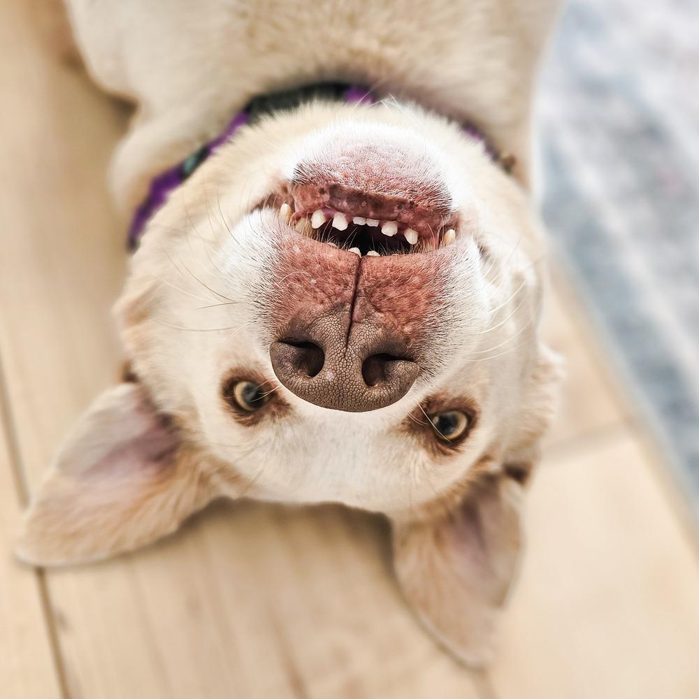 Thor, Adoptable, Adult Male Siberian Husky & Pit Bull Terrier.