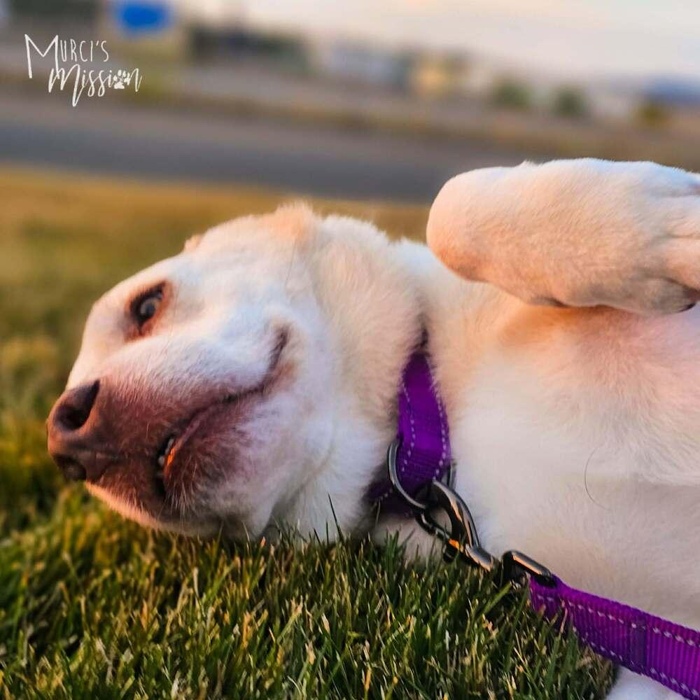 Enlarge Thor, a Adoptable mixed breed in Spokane , WA image 3/4