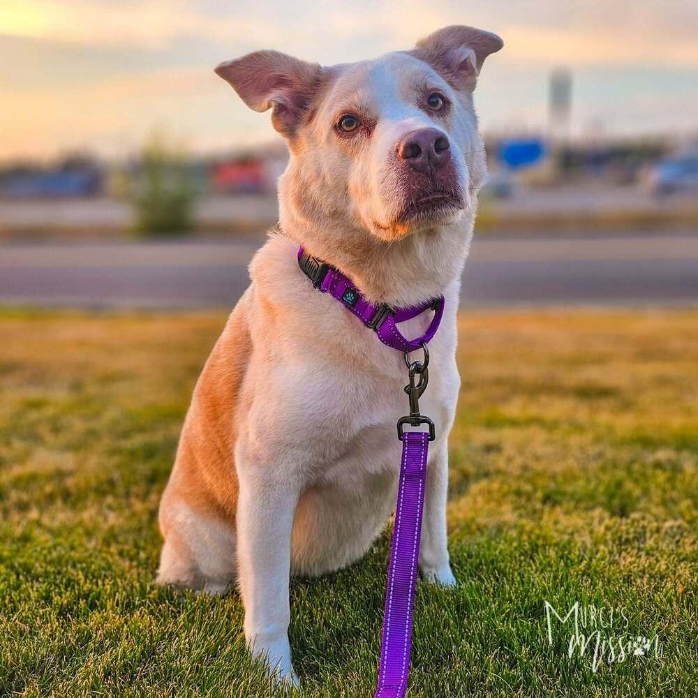 Enlarge Thor, a Adoptable mixed breed in Spokane , WA image 4/4