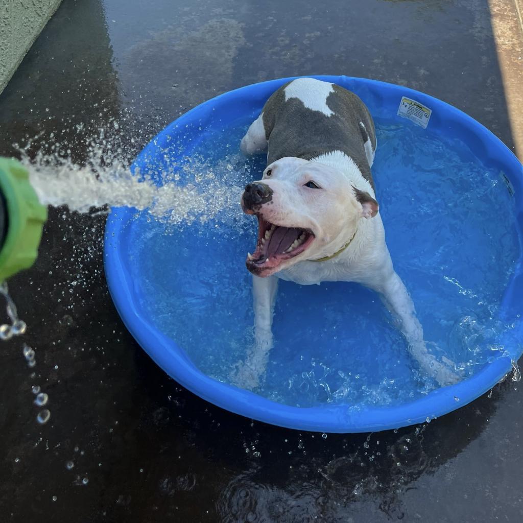 Liberty, Adoptable, Senior Female Pit Bull Terrier.