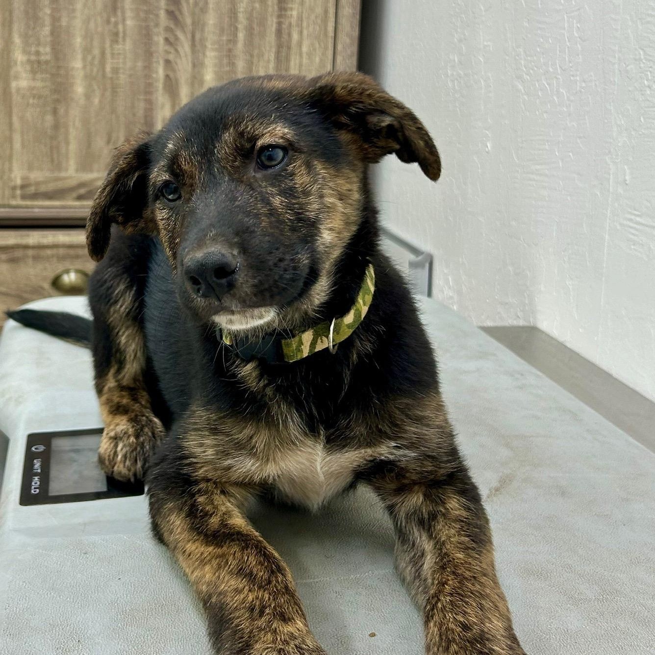 Enlarge Teddy 0225, a Adoptable Border Collie in Sonora, CA image 4/4