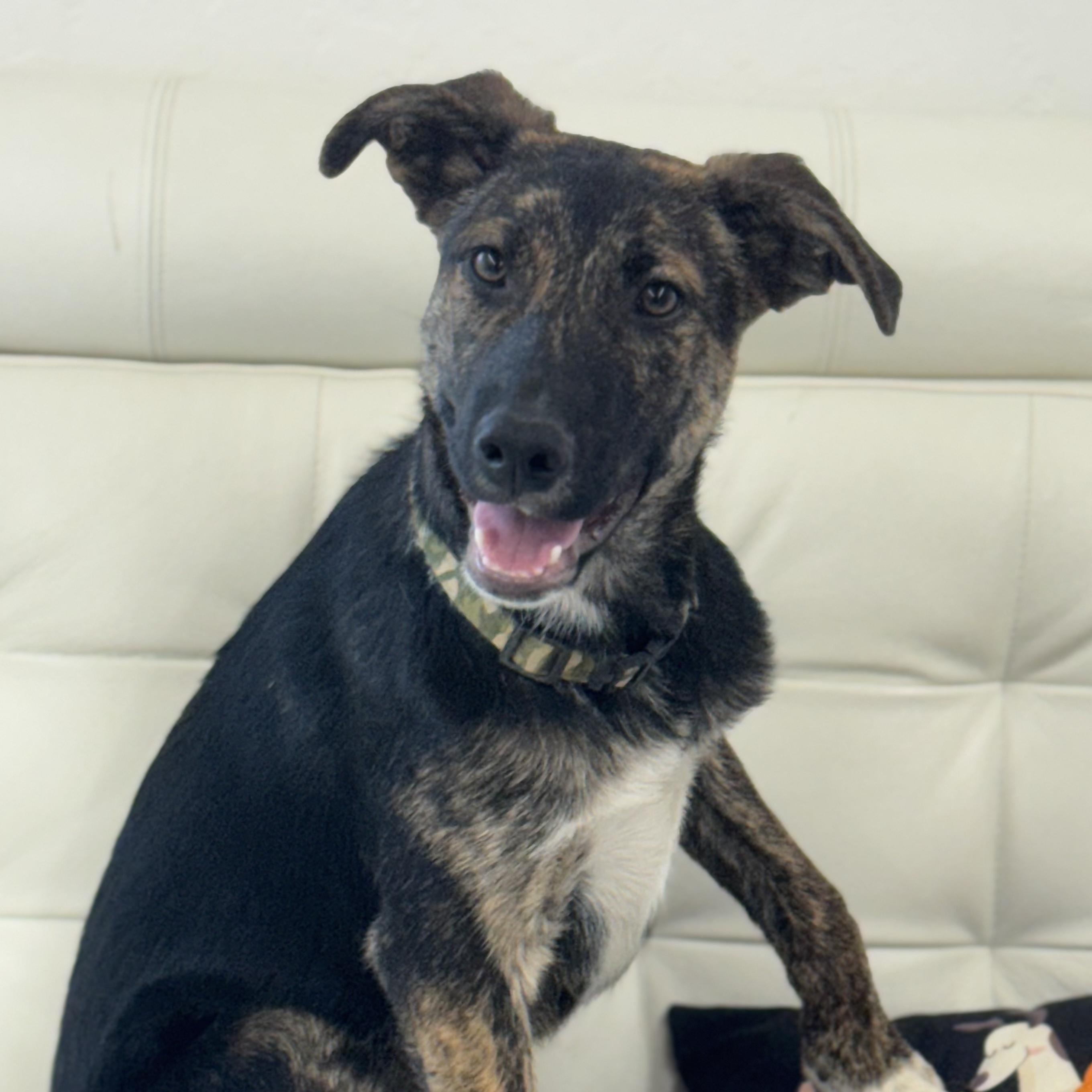 Enlarge Teddy 0225, a Adoptable Border Collie in Sonora, CA image 1/4