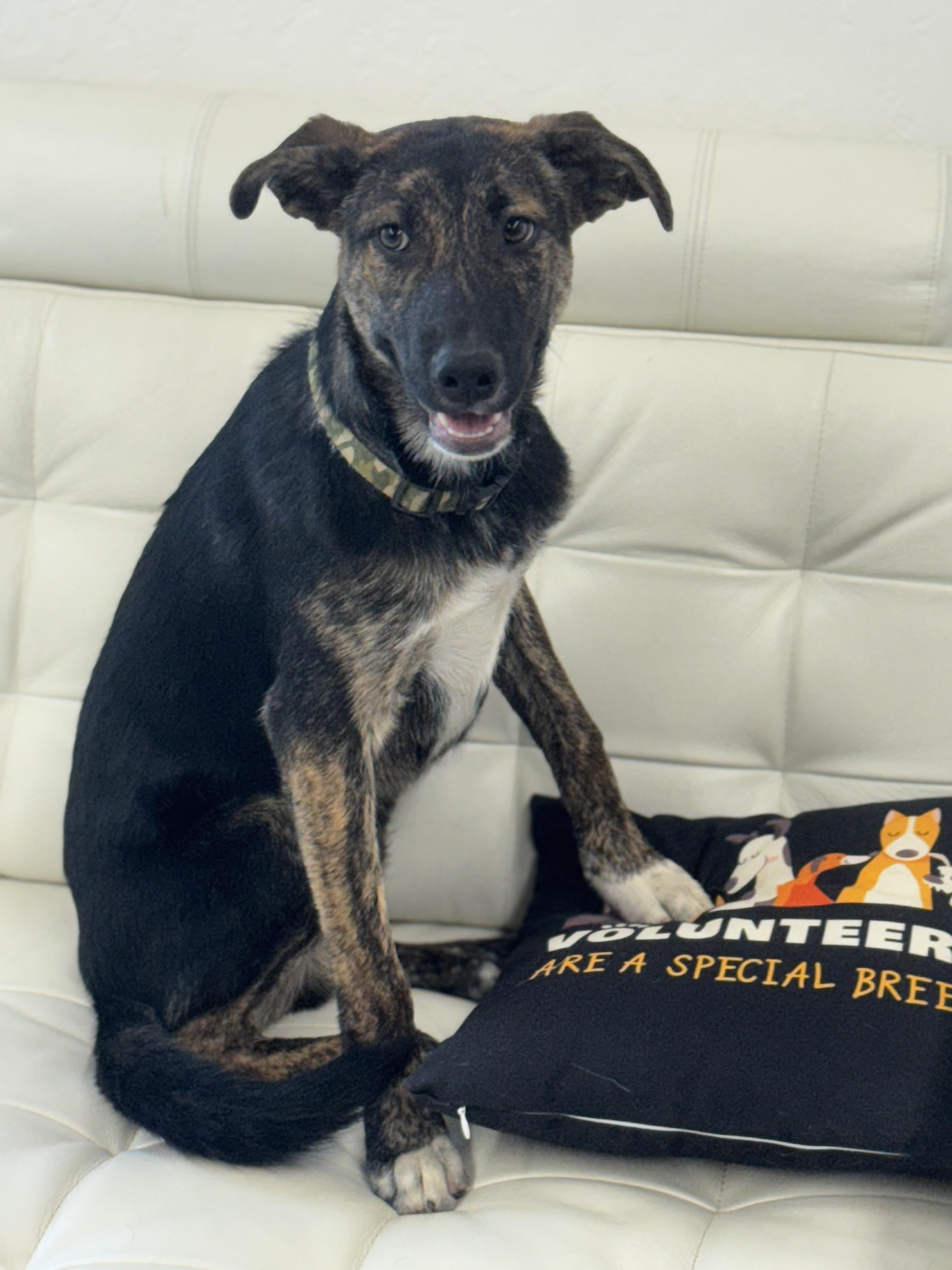 Enlarge Teddy 0225, a Adoptable Border Collie in Sonora, CA image 2/4