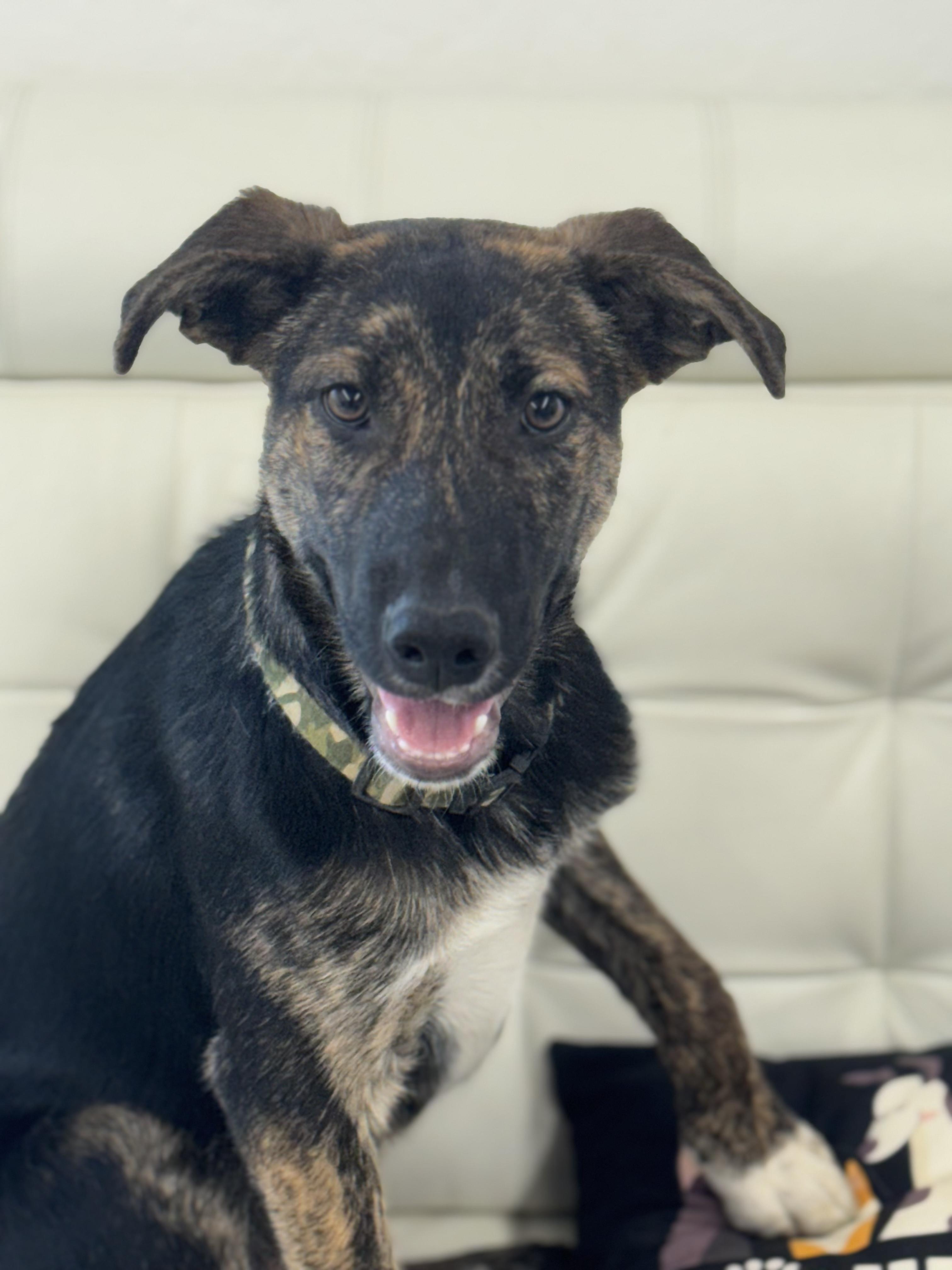 Enlarge Teddy 0225, a Adoptable Border Collie in Sonora, CA image 3/4