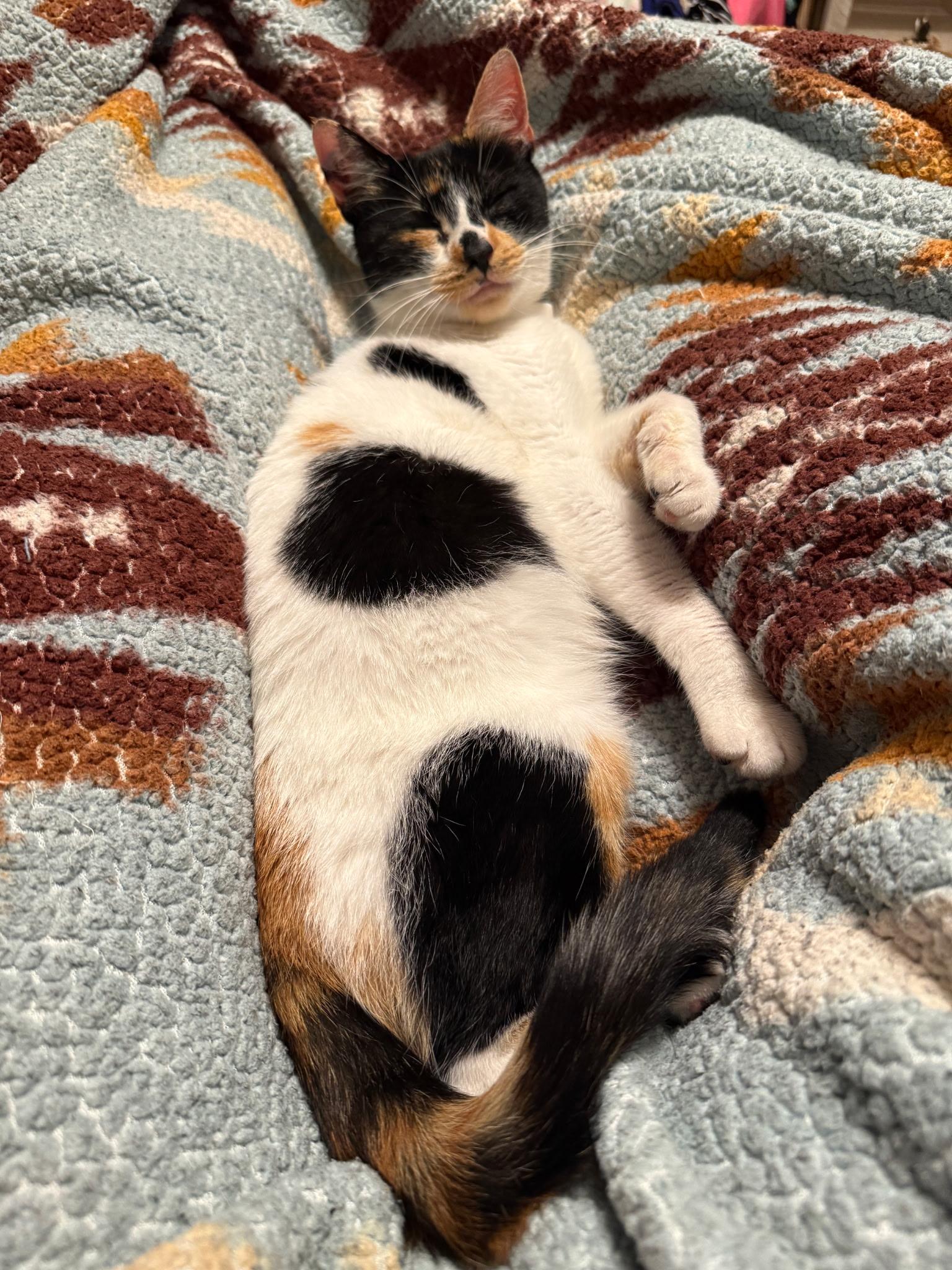 Enlarge Baby, a Adoptable mixed breed in North East, MD image 4/4