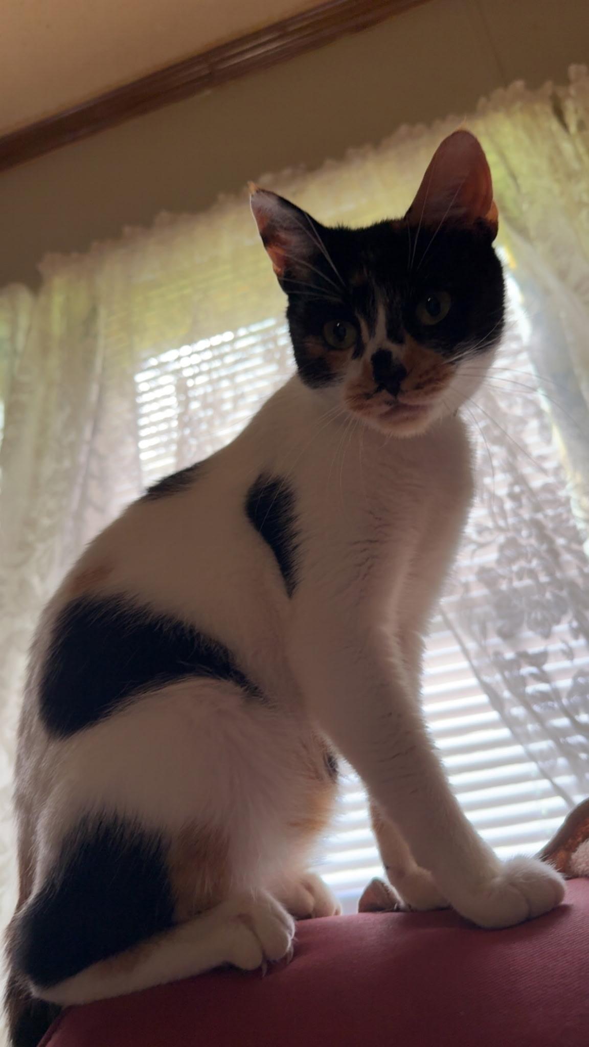 Enlarge Baby, a Adoptable mixed breed in North East, MD image 3/4