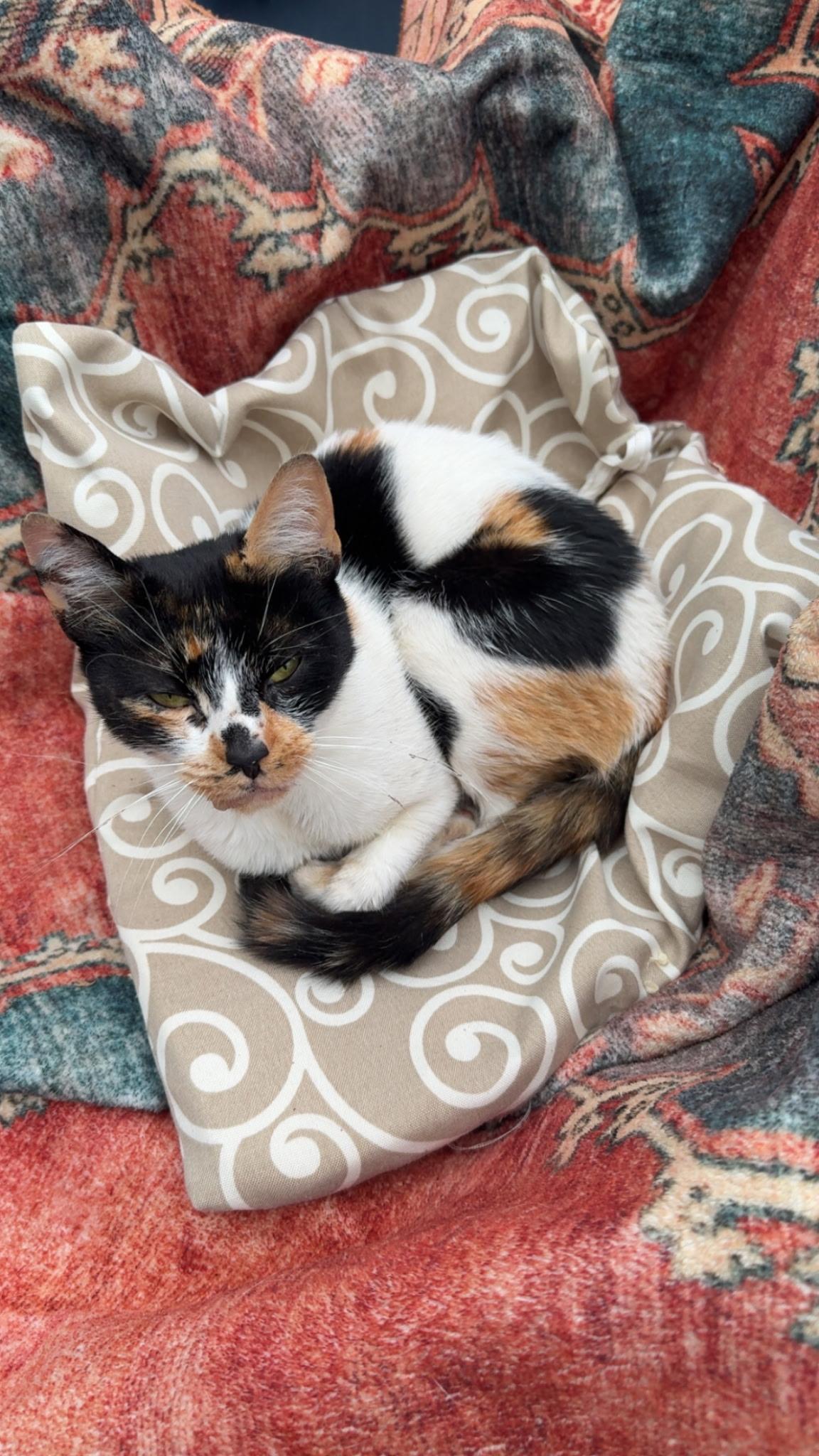 Enlarge Baby, a Adoptable mixed breed in North East, MD image 2/4