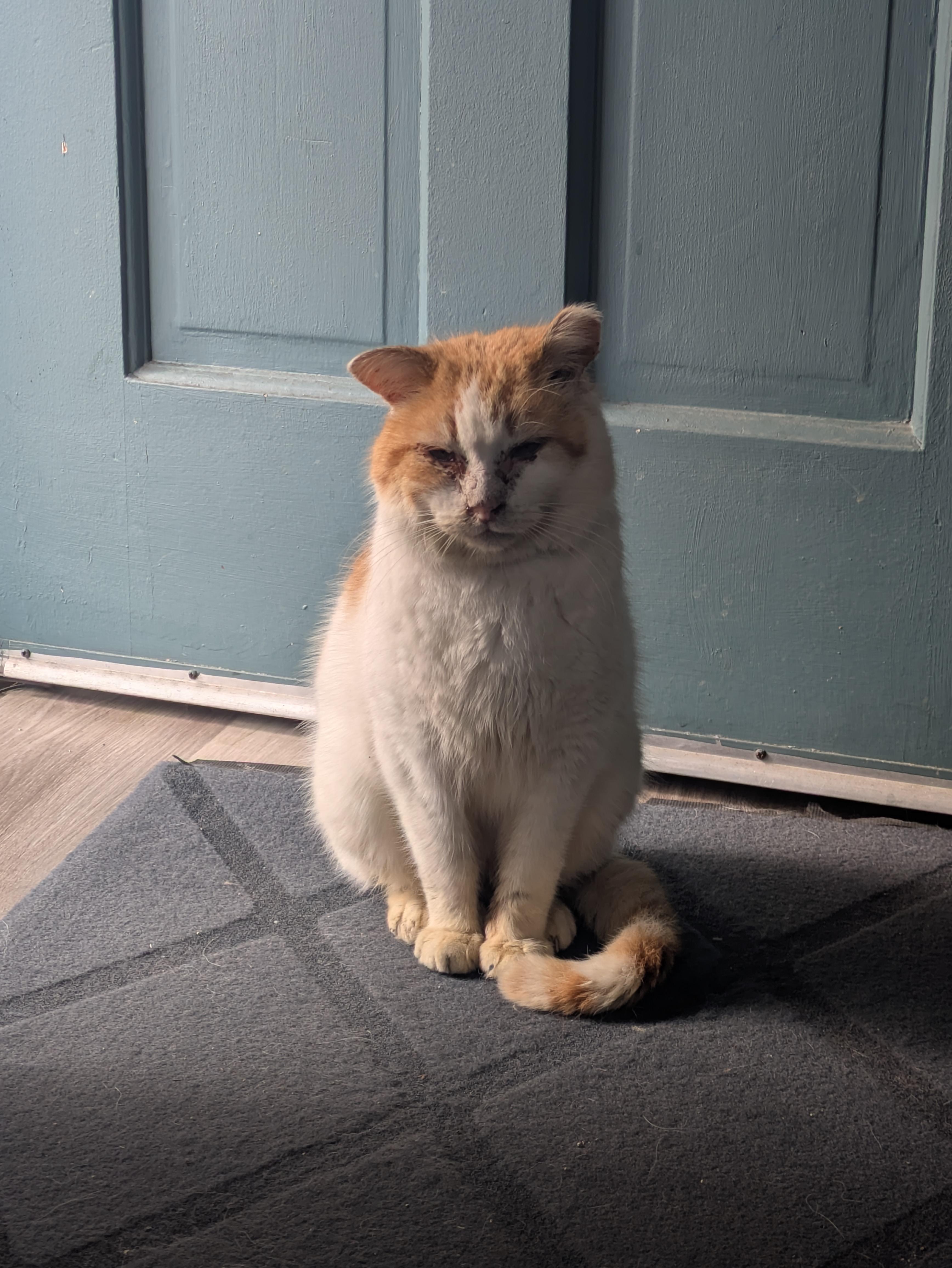 Enlarge Magic Bruno, a ADOPTABLE Domestic Short Hair in Milwaukee, WI image 2/6