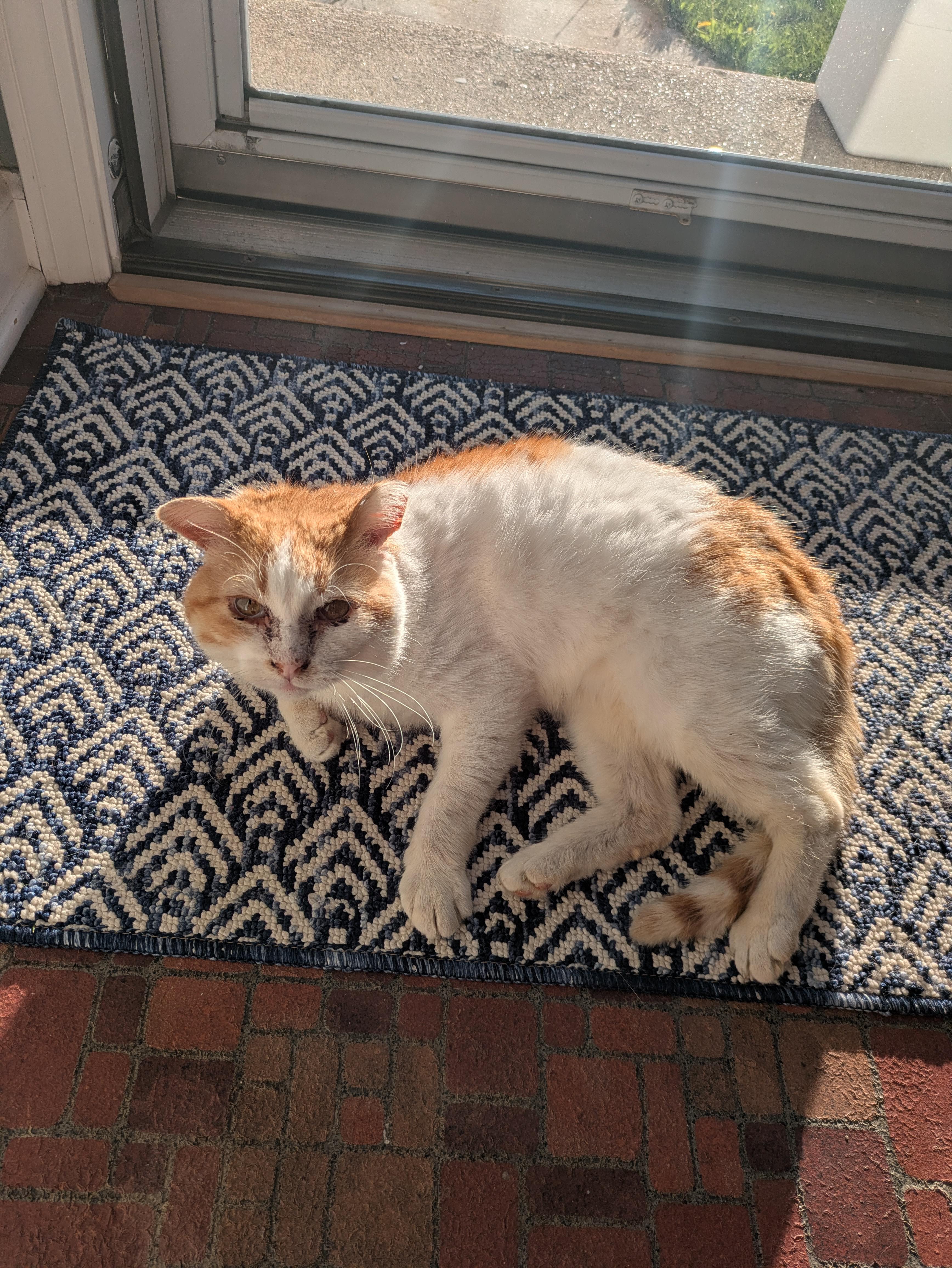 Enlarge Magic Bruno, a ADOPTABLE Domestic Short Hair in Milwaukee, WI image 4/6