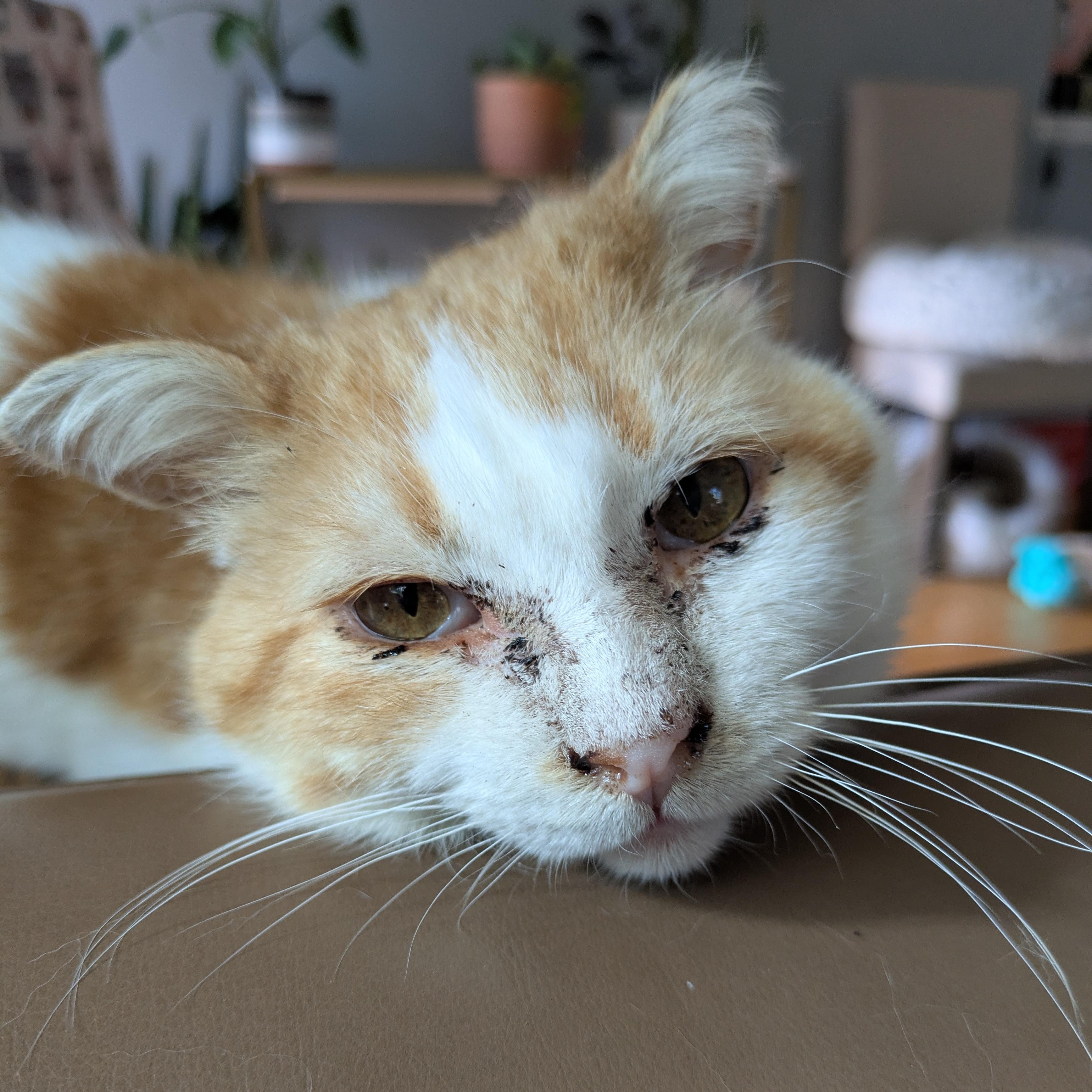 Magic Bruno, ADOPTABLE, Adult Male Domestic Short Hair.