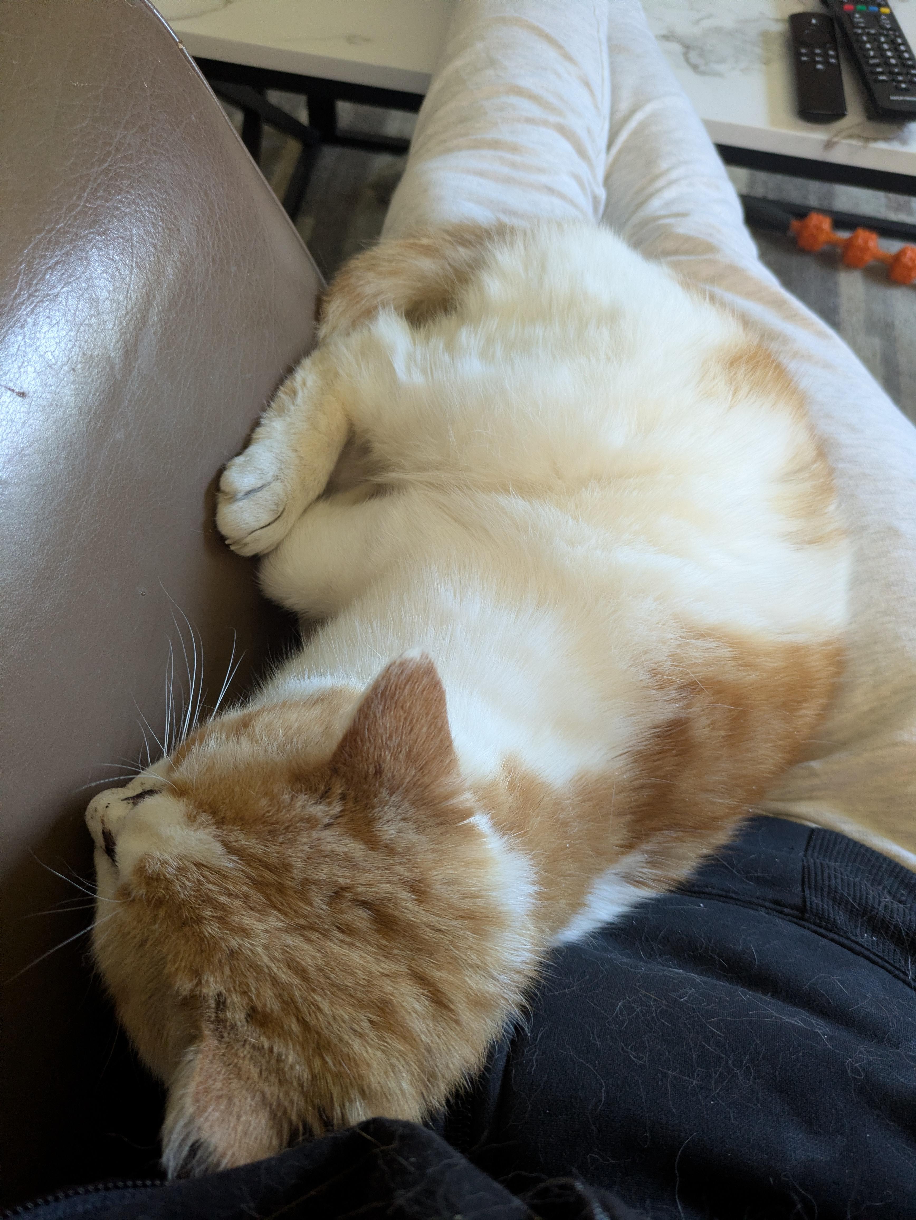 Enlarge Magic Bruno, a ADOPTABLE Domestic Short Hair in Milwaukee, WI image 5/6