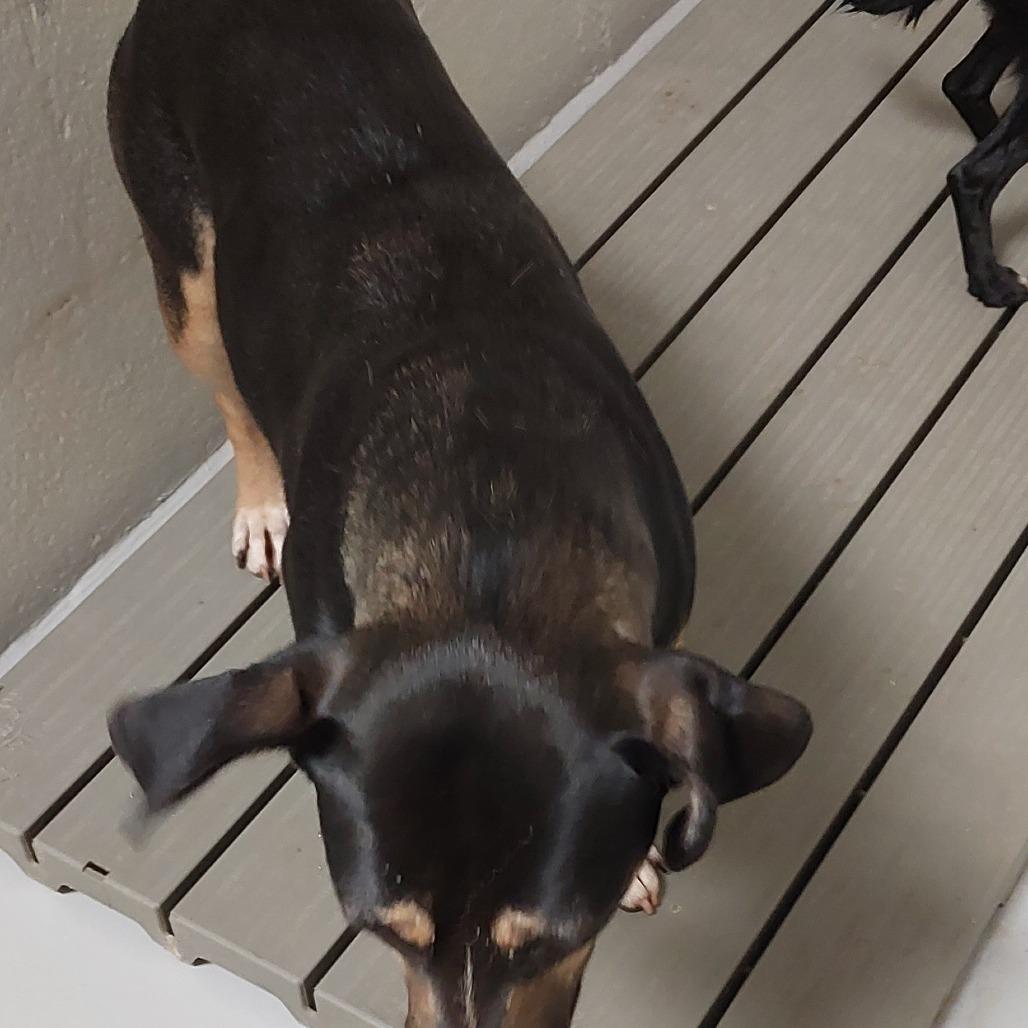 Enlarge Brownie, a Adoptable Mixed Breed in Mocksville, NC image 1/2