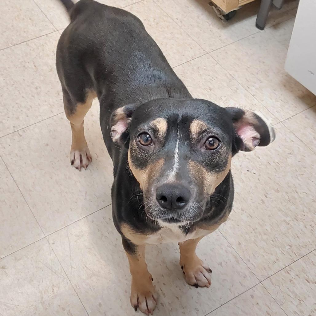 Enlarge Brownie, a Adoptable Mixed Breed in Mocksville, NC image 2/2