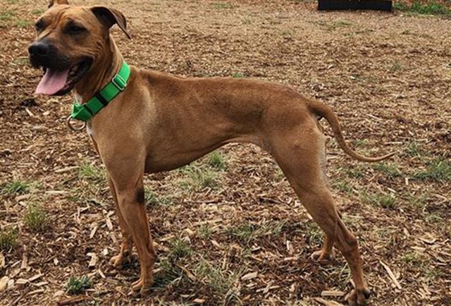 REYA, Adoptable, Adult Female Shar-Pei & Whippet.