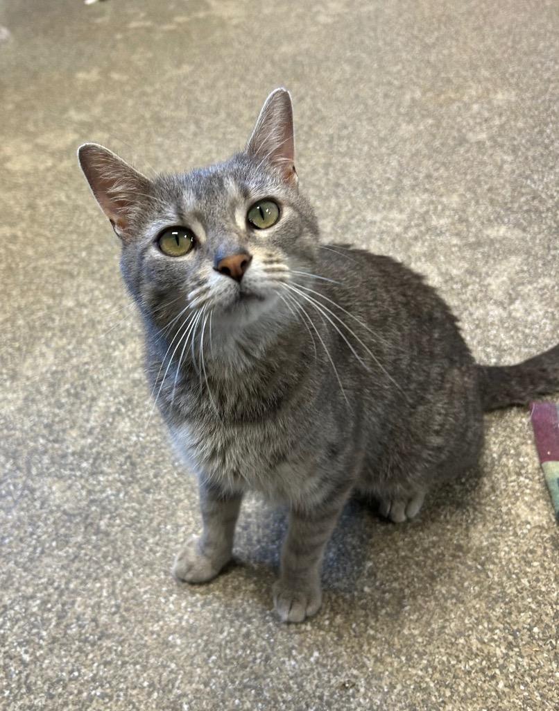 Enlarge Freya, a Adoptable mixed breed in Spooner, WI image 1/3