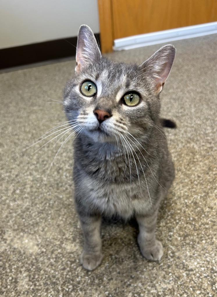 Enlarge Freya, a Adoptable mixed breed in Spooner, WI image 2/3