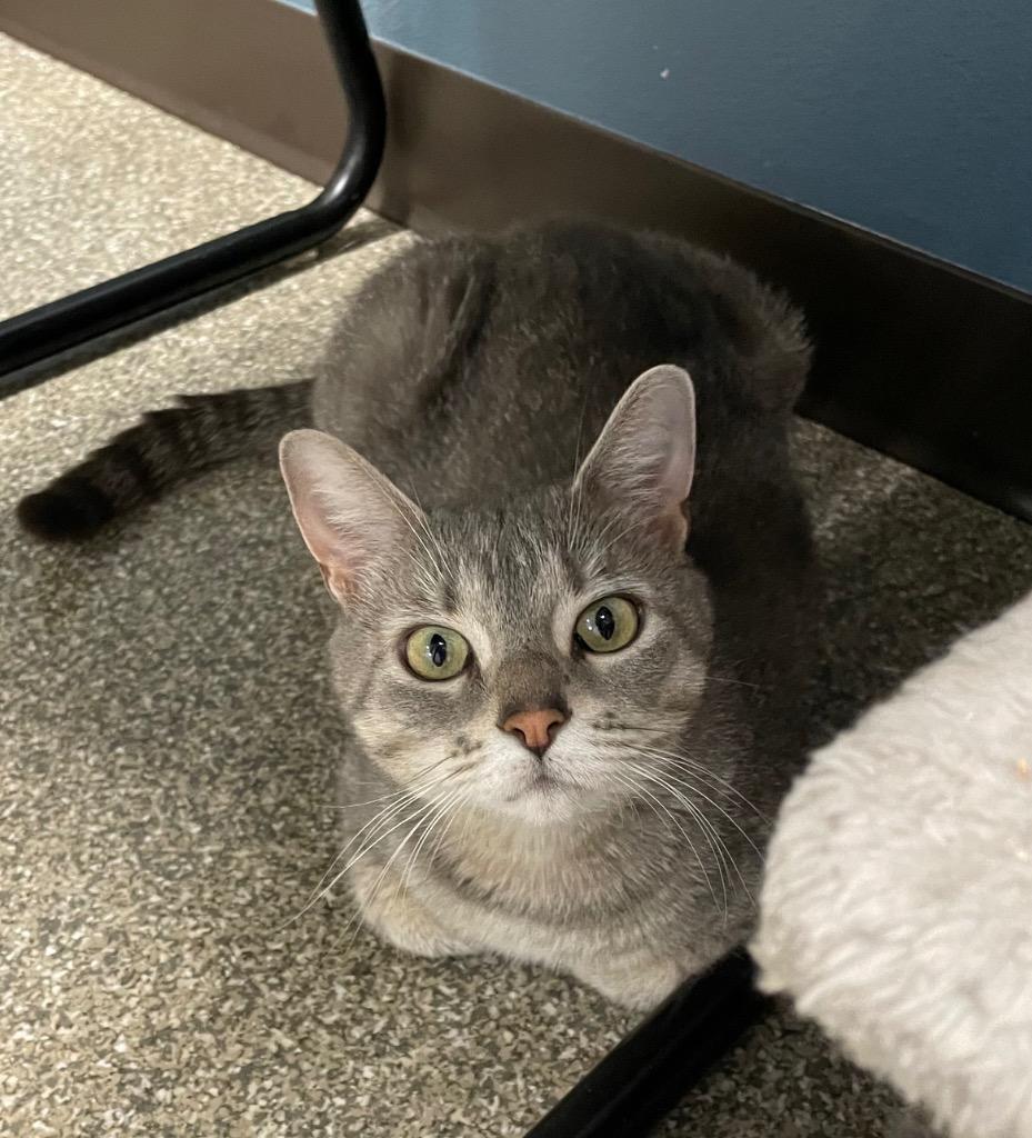 Enlarge Freya, a Adoptable mixed breed in Spooner, WI image 4/4