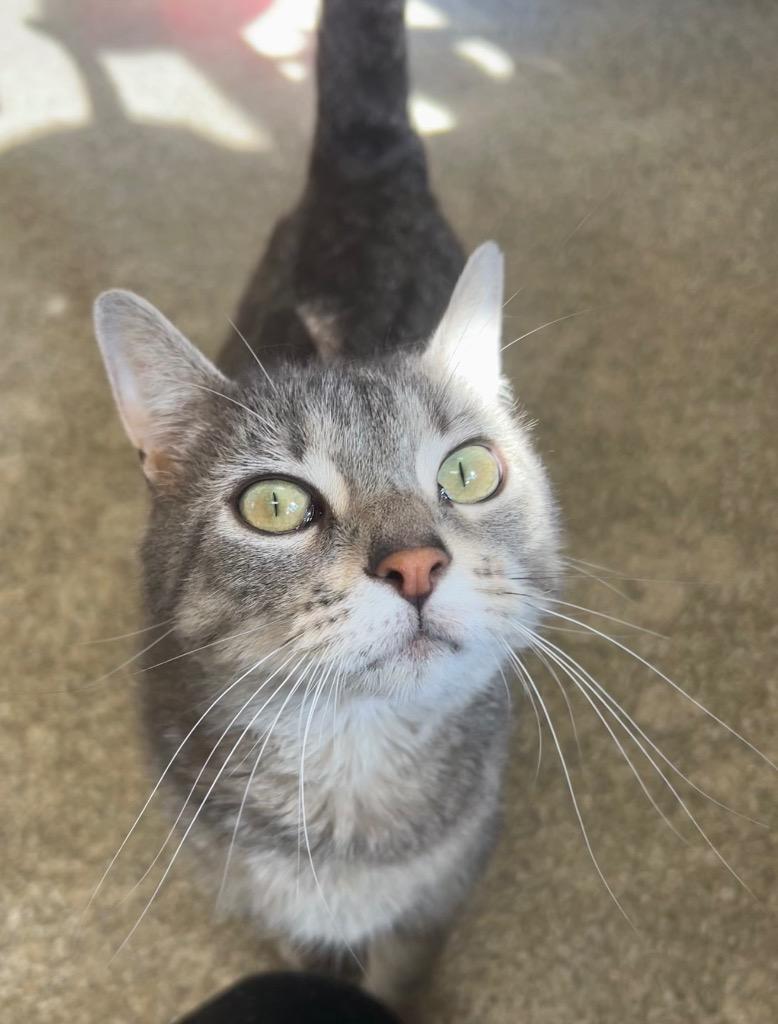 Enlarge Freya, a Adoptable mixed breed in Spooner, WI image 3/3