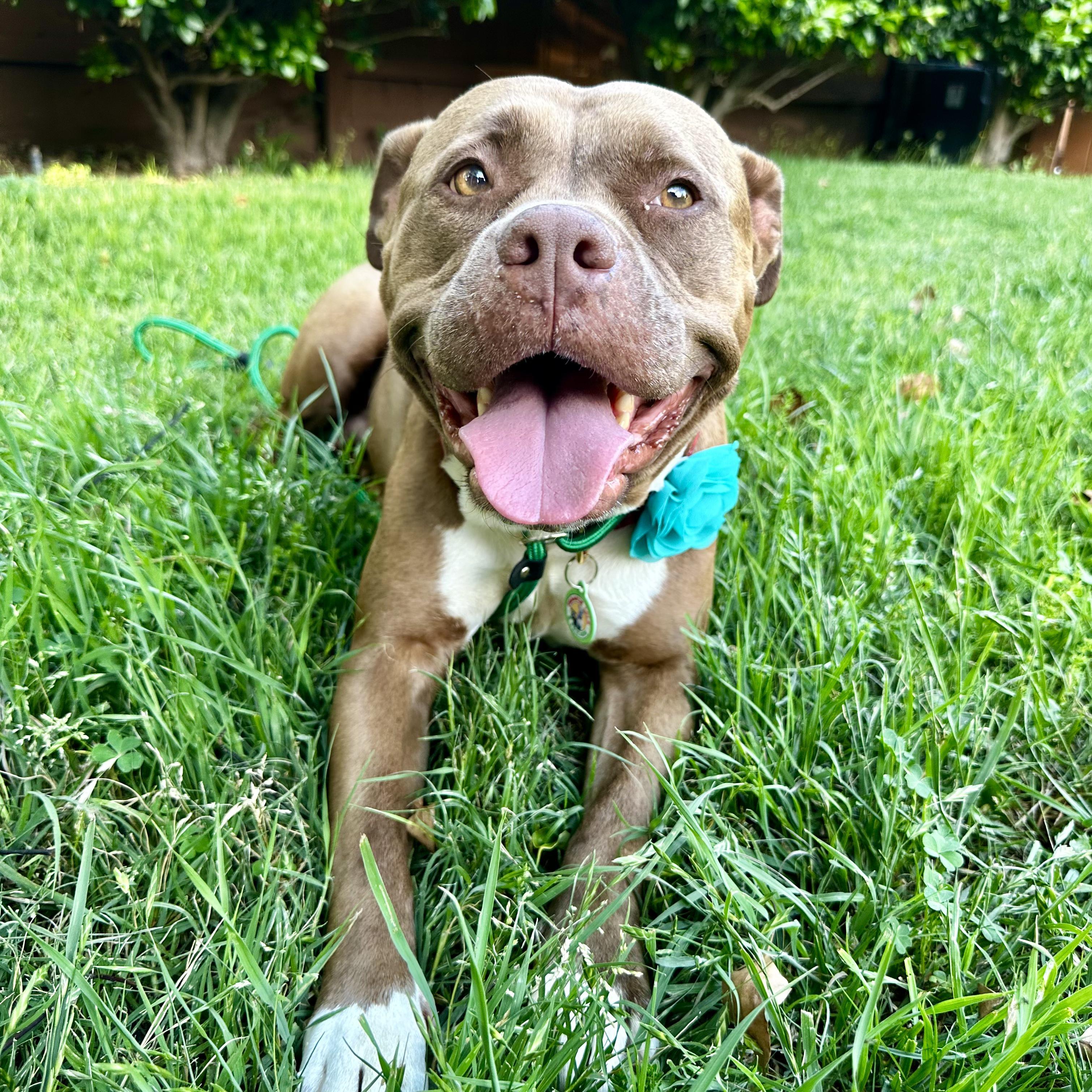 Brandi, ADOPTABLE, Adult Female Pit Bull Terrier.
