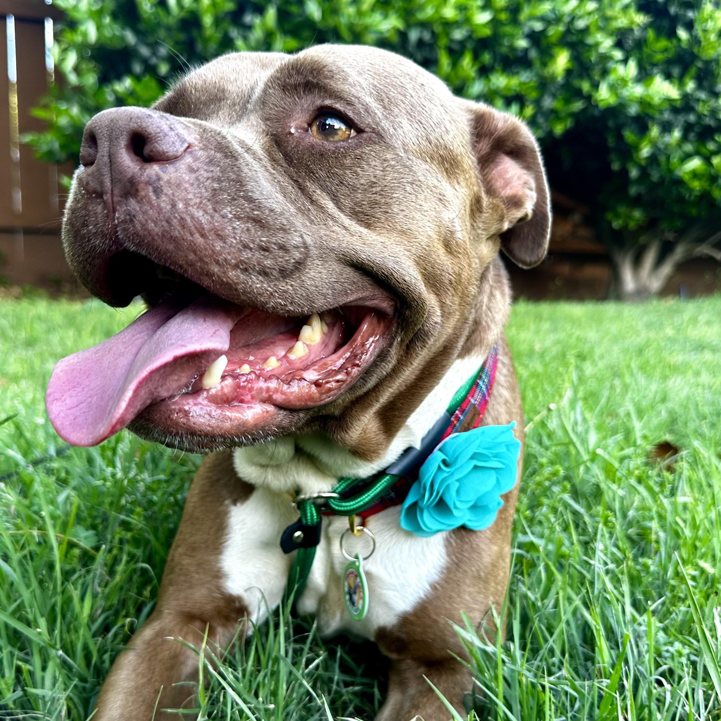 Enlarge Brandi, a ADOPTABLE Pit Bull Terrier in Los Angeles, CA image 3/4