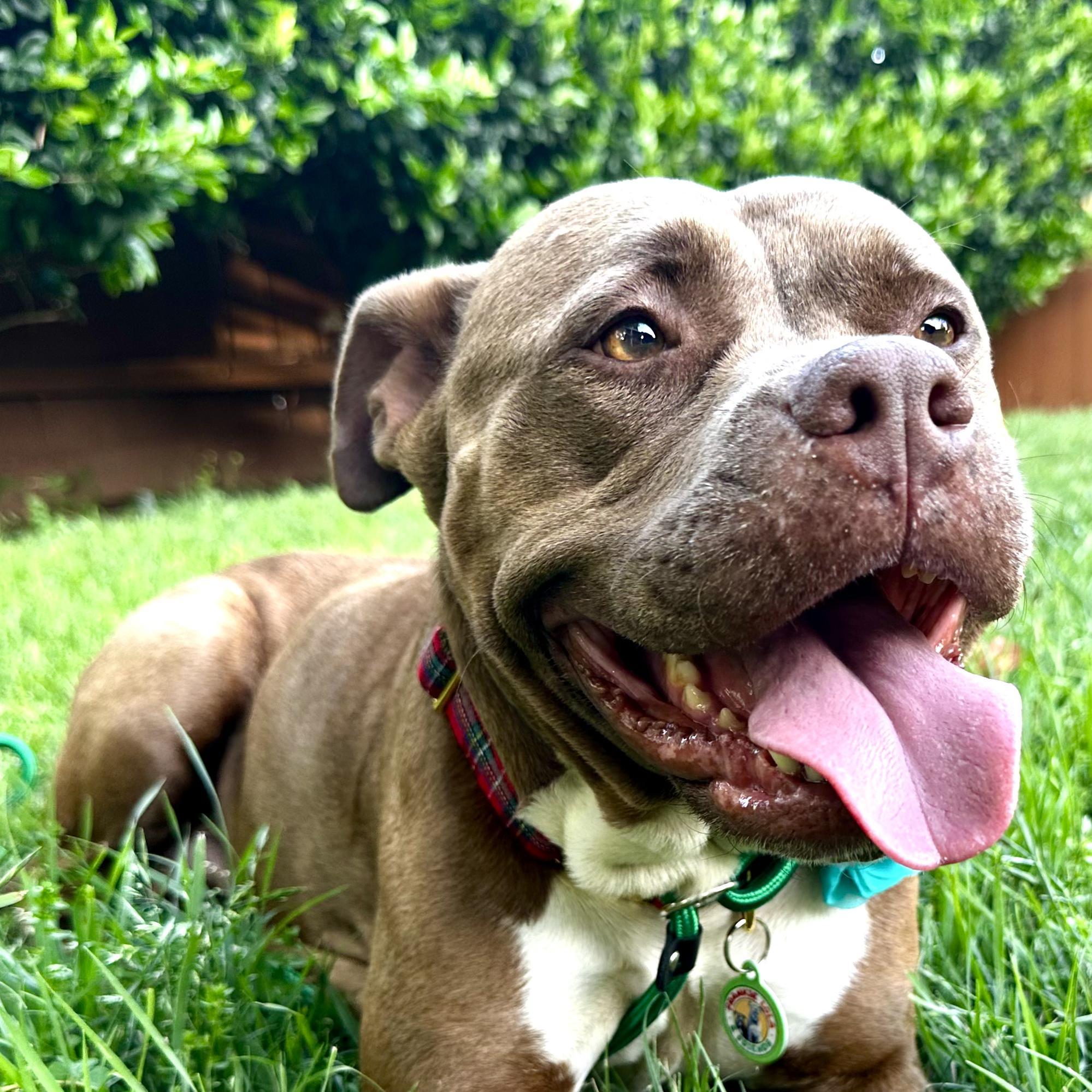 Enlarge Brandi, a ADOPTABLE Pit Bull Terrier in Los Angeles, CA image 4/4