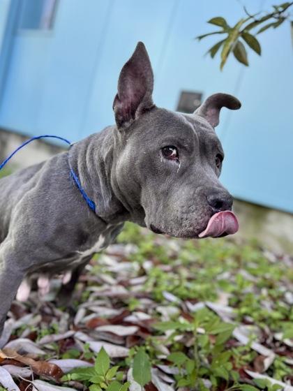 Belle, Adoptable, Adult Female Pit Bull Terrier & Mixed Breed.