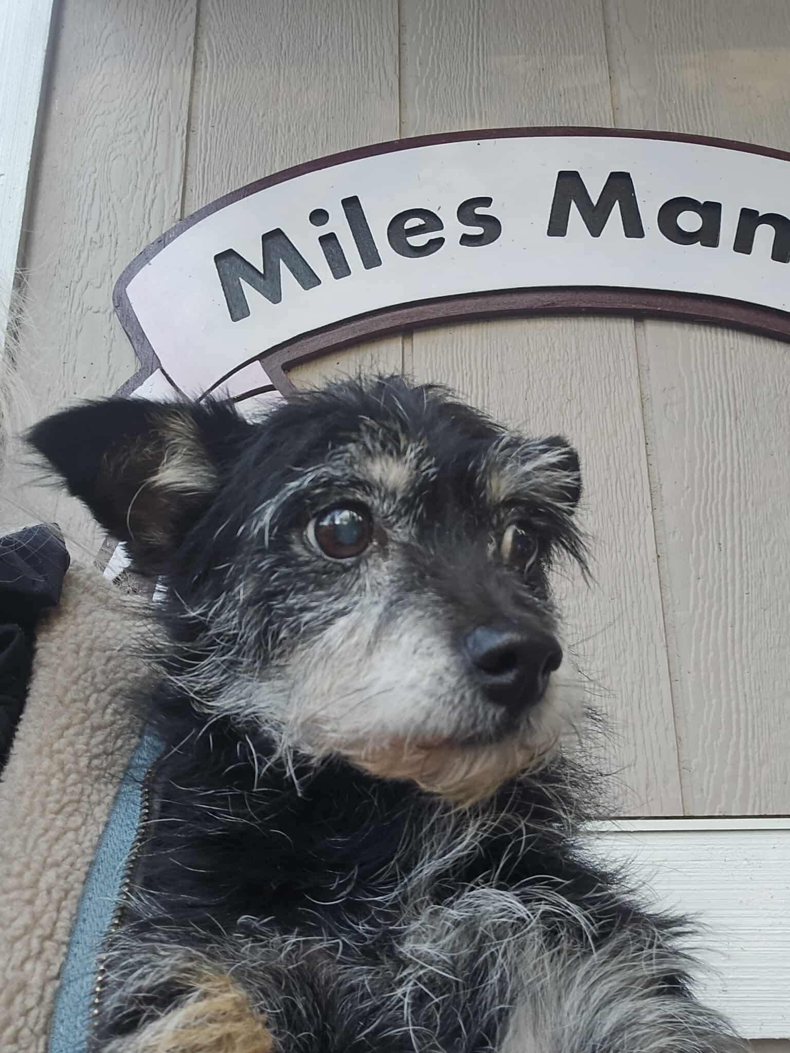 Hoke, Adoptable, Senior Male Terrier.