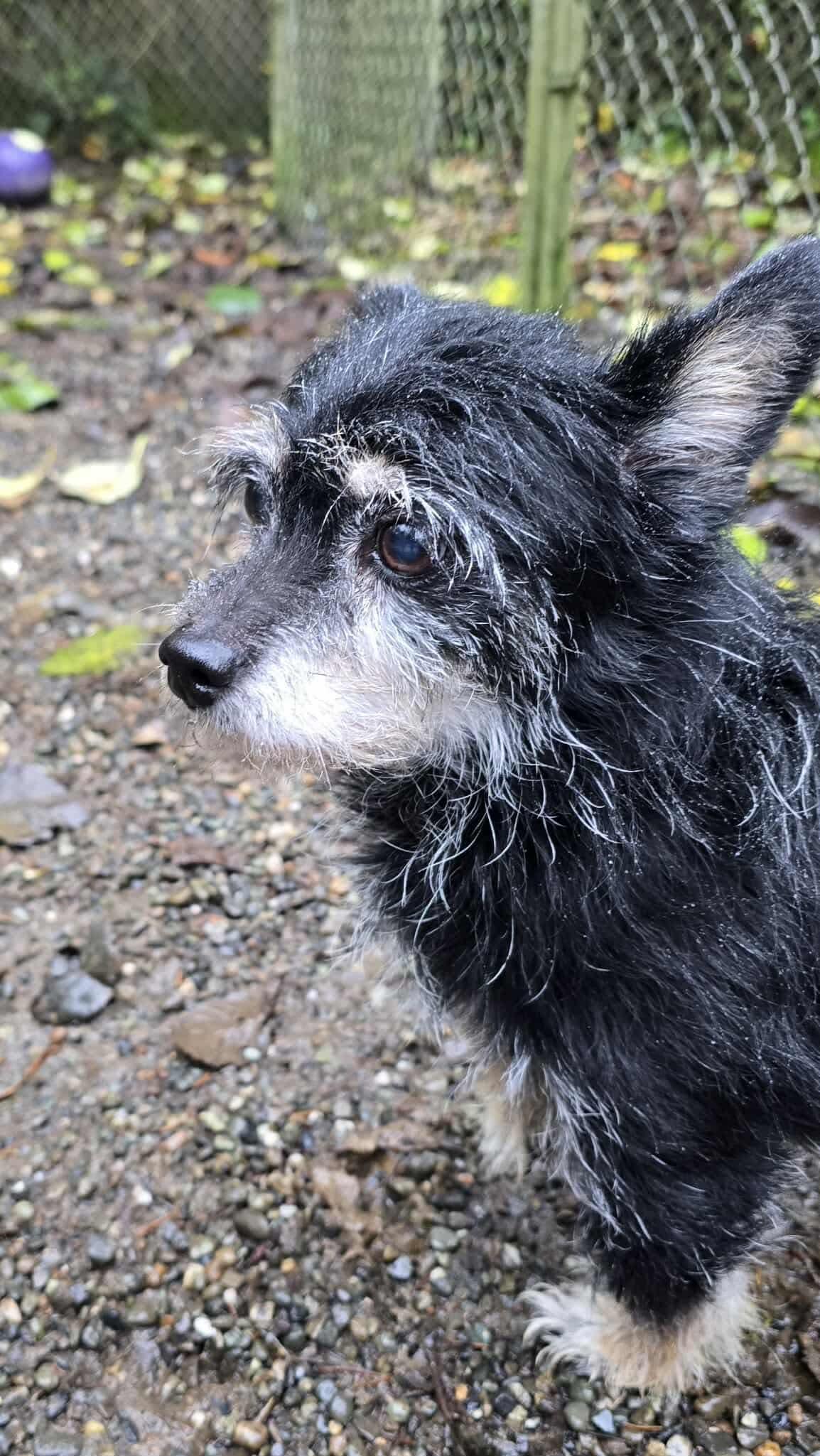 Enlarge Hoke, a Adoptable mixed breed in Seattle, WA image 2/6