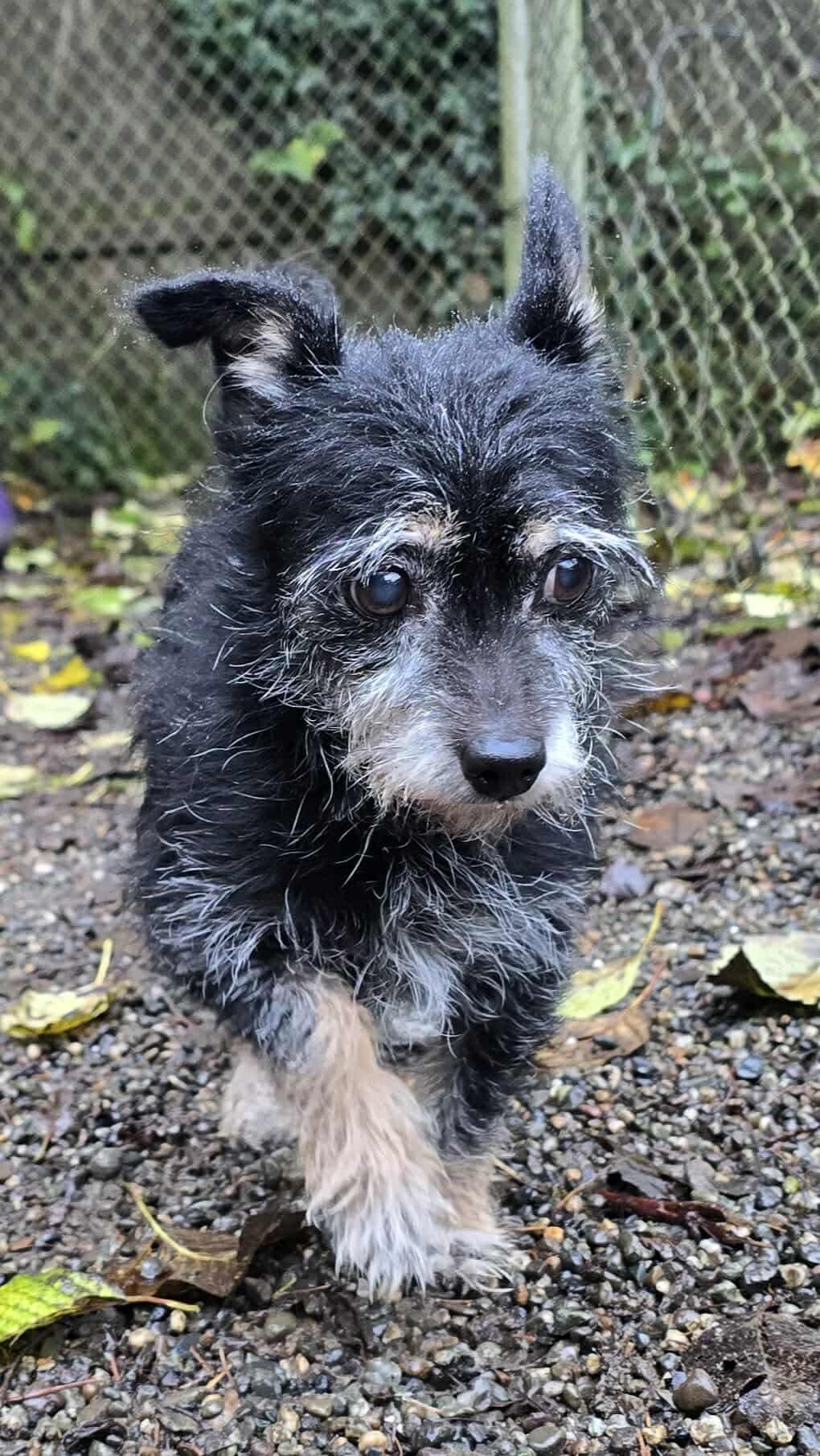 Enlarge Hoke, a Adoptable mixed breed in Seattle, WA image 3/6