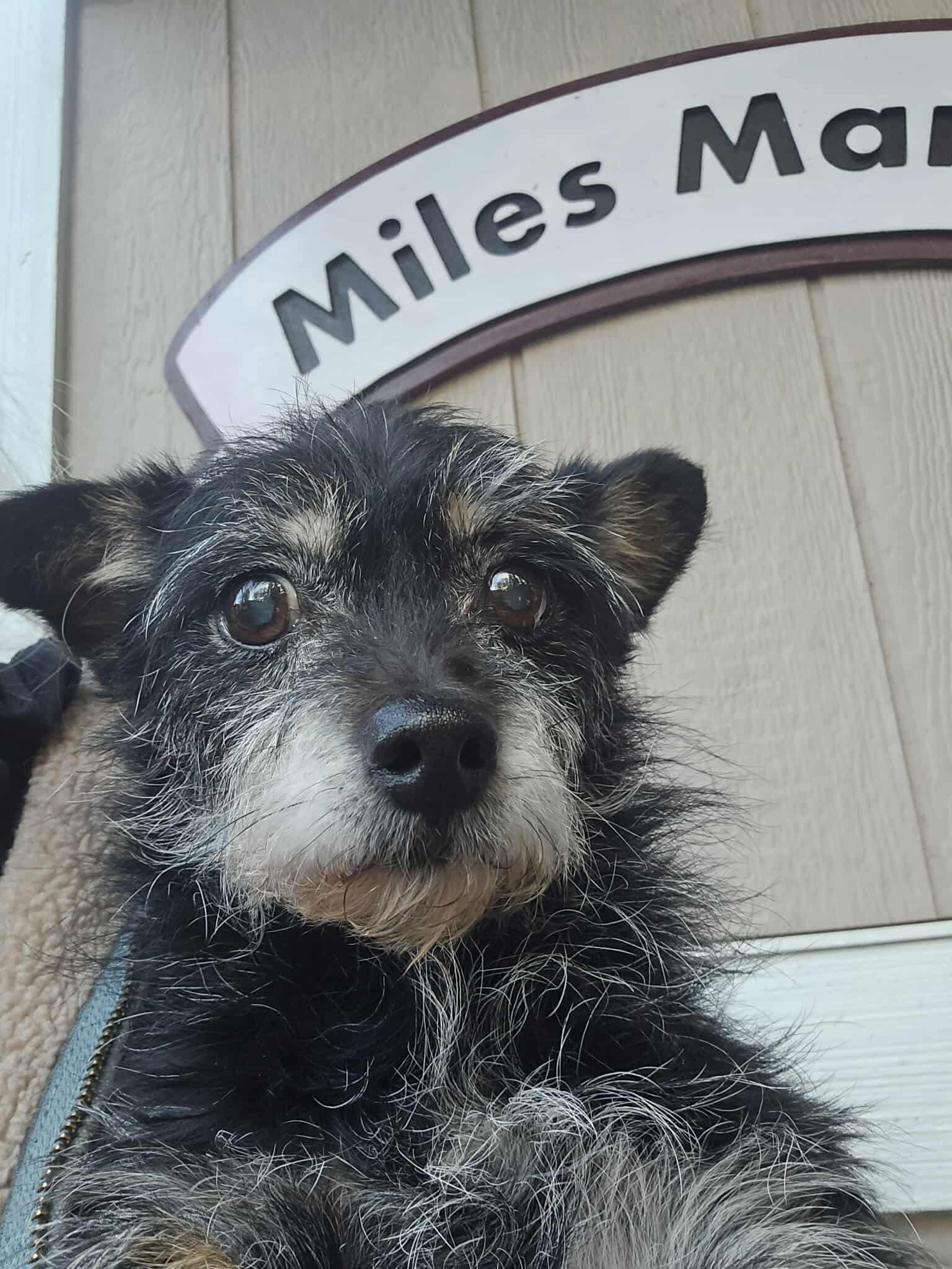 Enlarge Hoke, a Adoptable mixed breed in Seattle, WA image 5/6