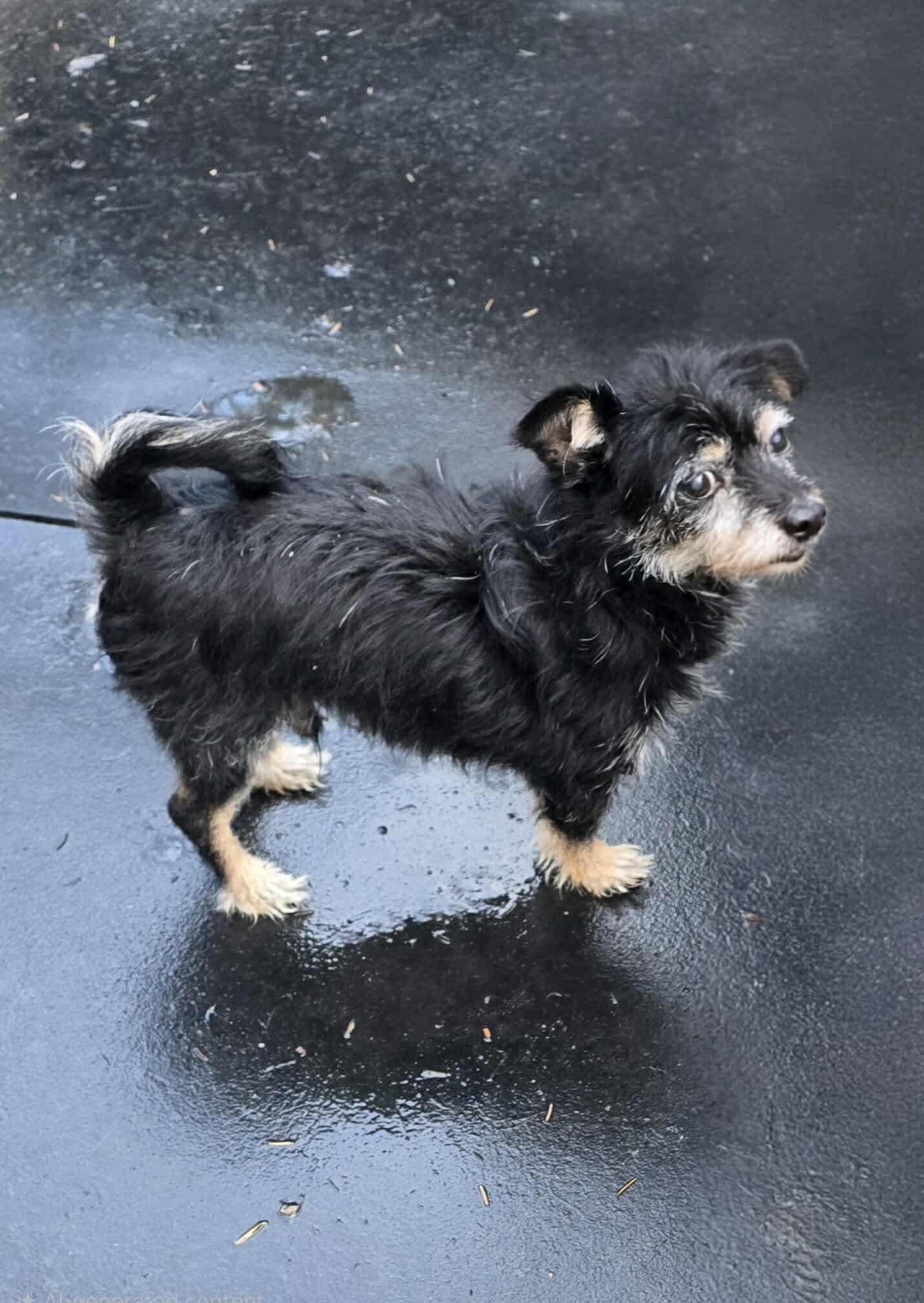 Enlarge Hoke, a Adoptable mixed breed in Seattle, WA image 6/6