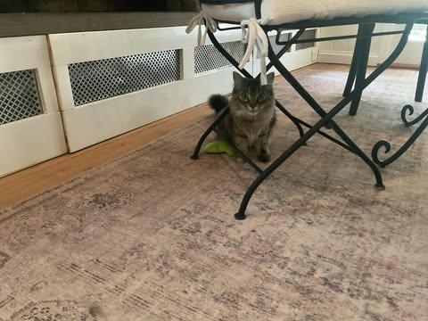 Enlarge Hazel bonded with Bailey, a Adoptable Tabby in North Haledon, NJ image 1/3