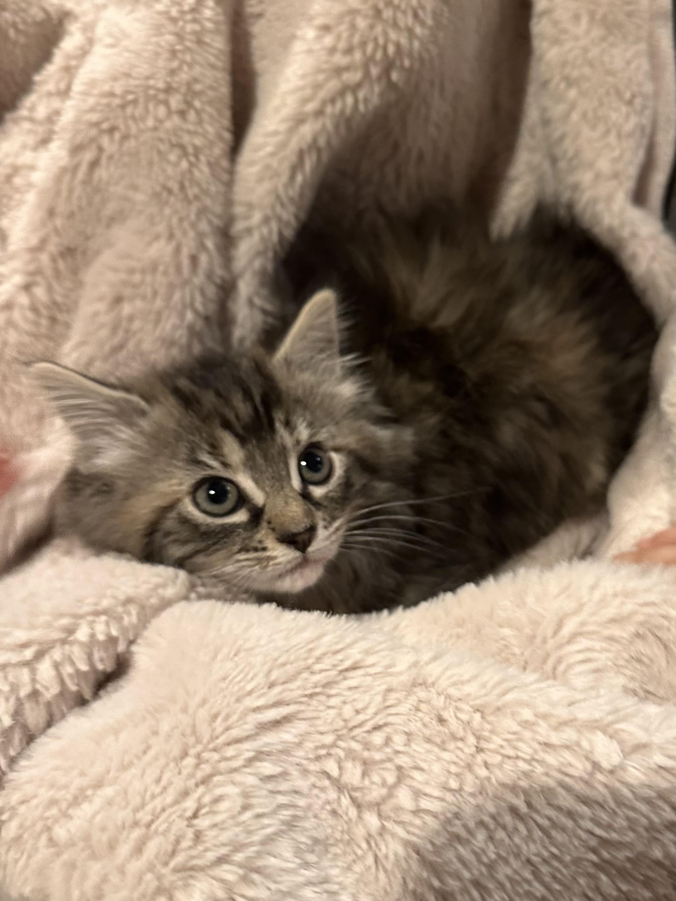 Enlarge Hazel bonded with Bailey, a Adoptable Tabby in North Haledon, NJ image 2/3