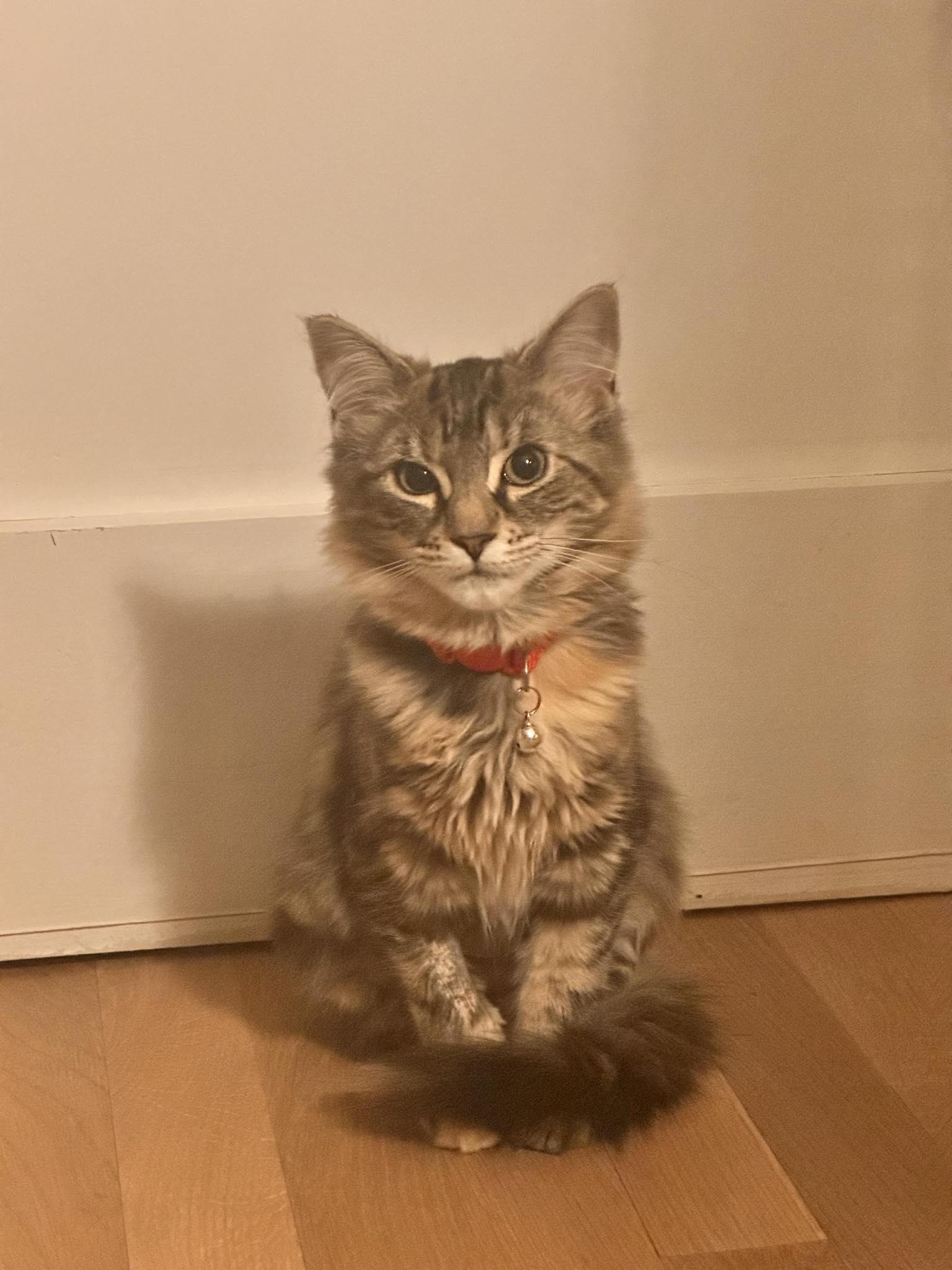 Enlarge Hazel bonded with Bailey, a Adoptable Tabby in North Haledon, NJ image 3/3