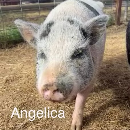 Enlarge Angelica, a Adoptable Vietnamese Pot Bellied in Ramona, CA image 1/1
