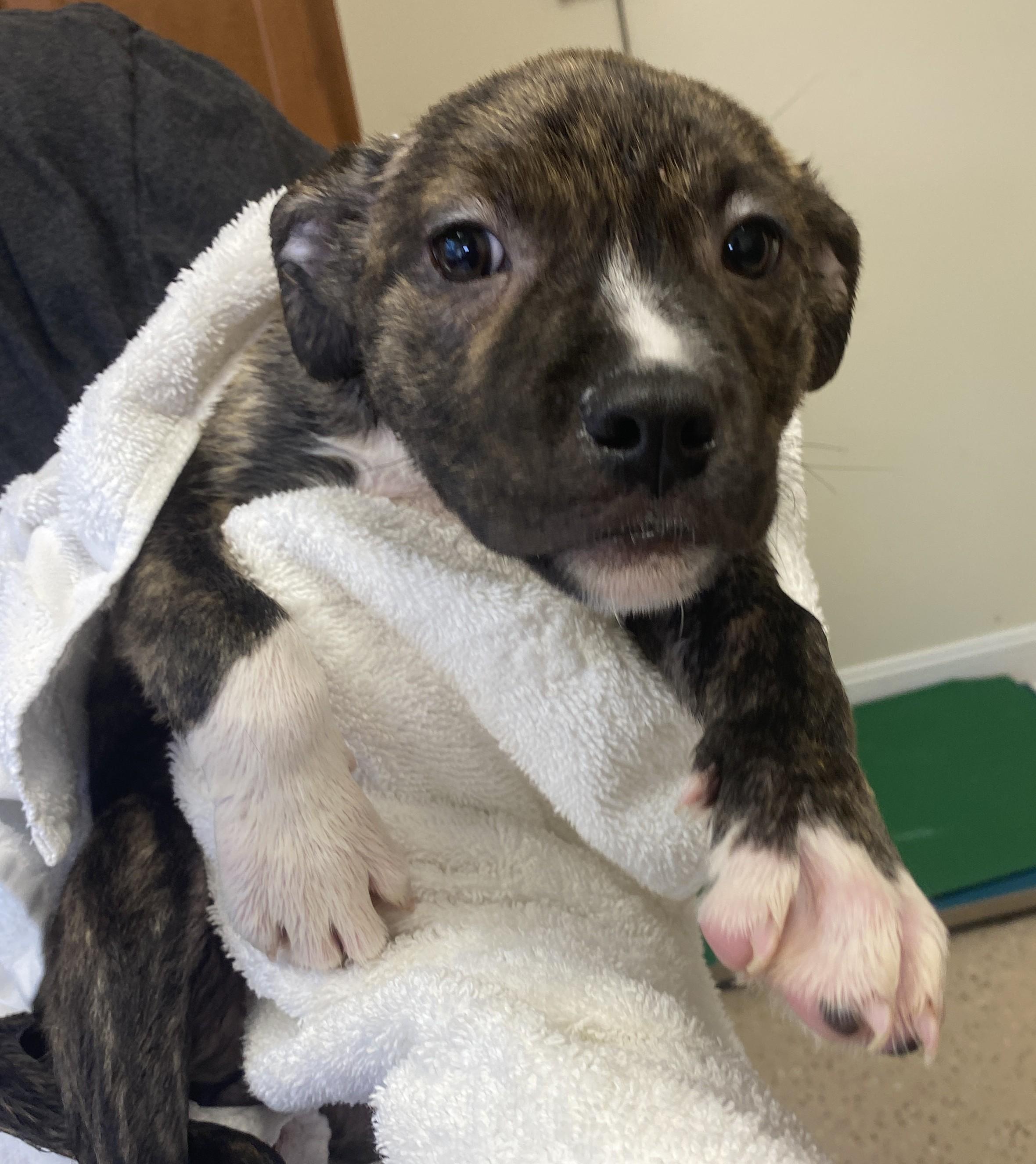 Panini, Adoptable, Puppy Female Terrier.